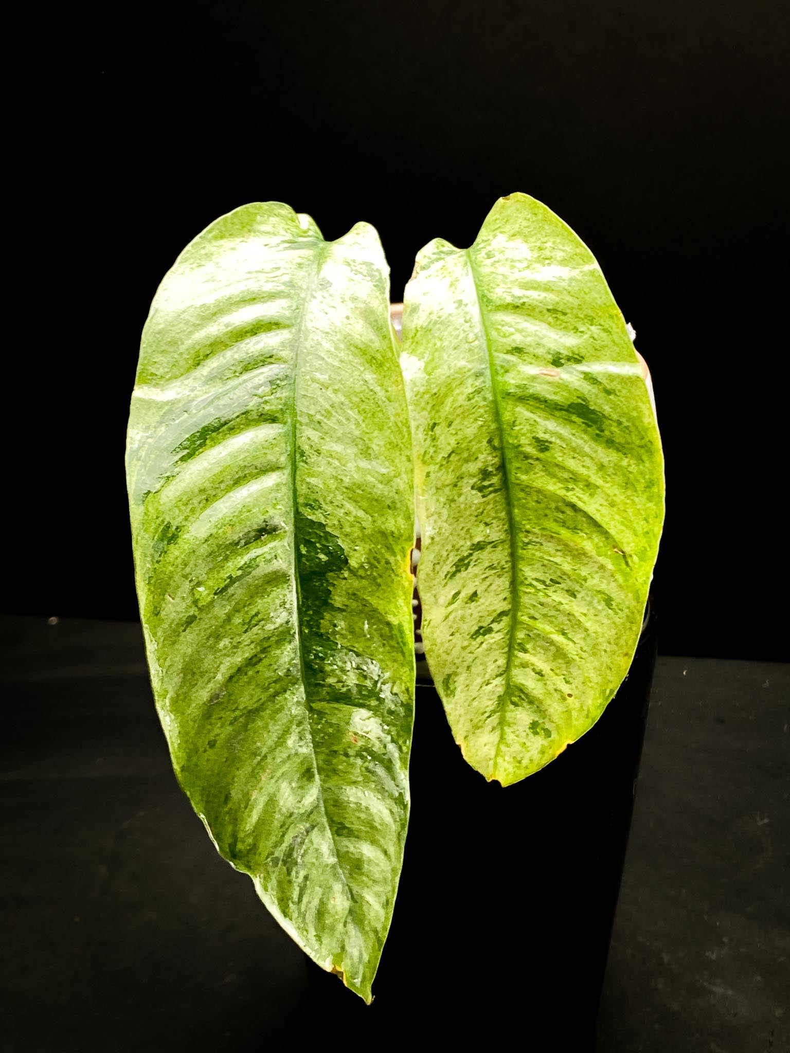 *Rhaphidophora Gorilan marble 2 Leaves  2 Nodes  Rooted