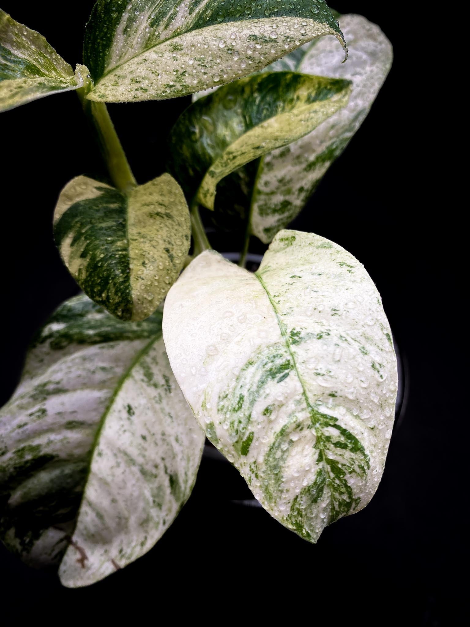 Rhaphidophora puberula Variegated Multiple Leaves Multiple Nodes Rooted