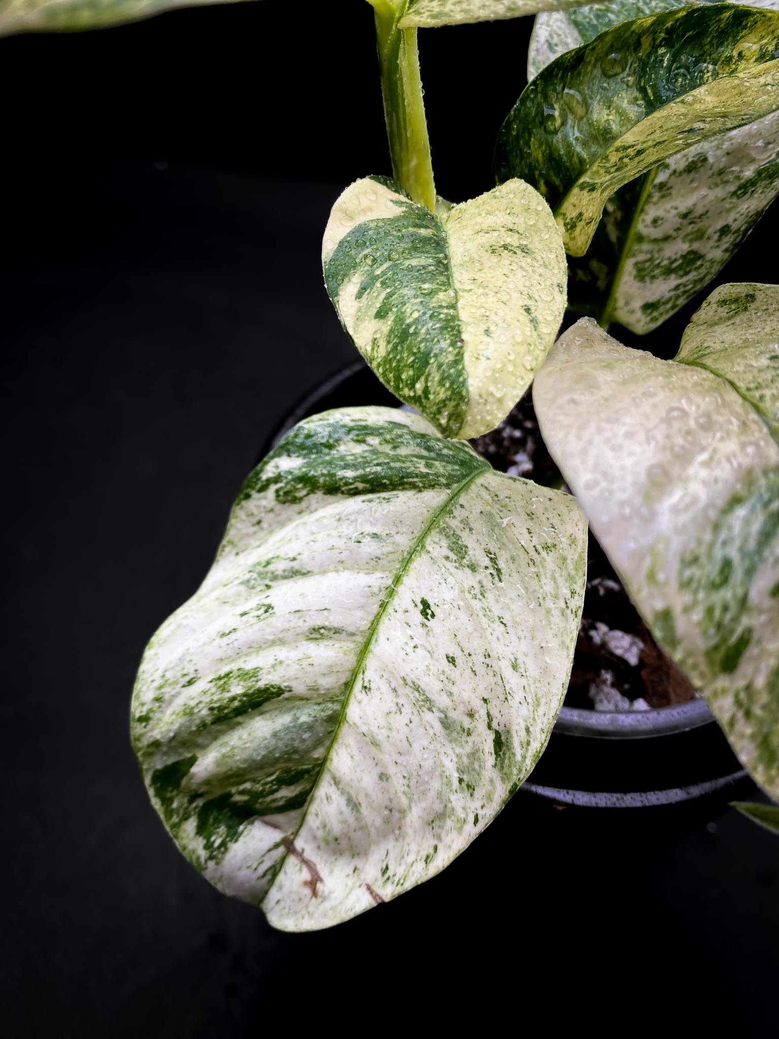 Rhaphidophora puberula Variegated Multiple Leaves Multiple Nodes Rooted