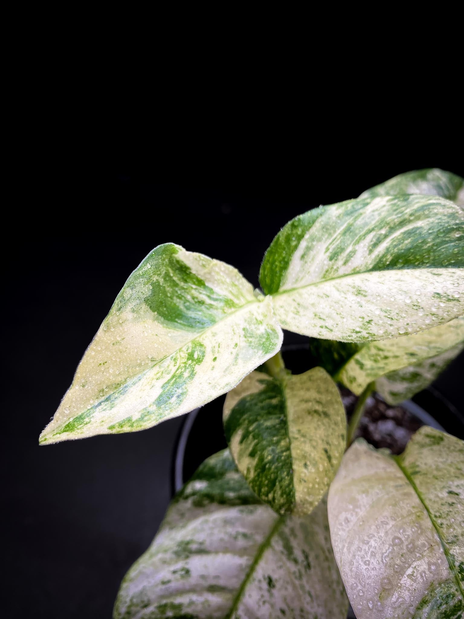 Rhaphidophora puberula Variegated Multiple Leaves Multiple Nodes Rooted