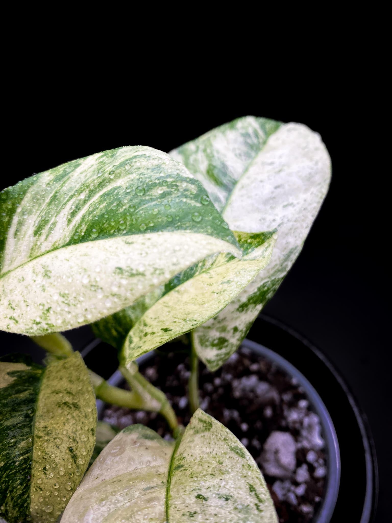 Rhaphidophora puberula Variegated Multiple Leaves Multiple Nodes Rooted