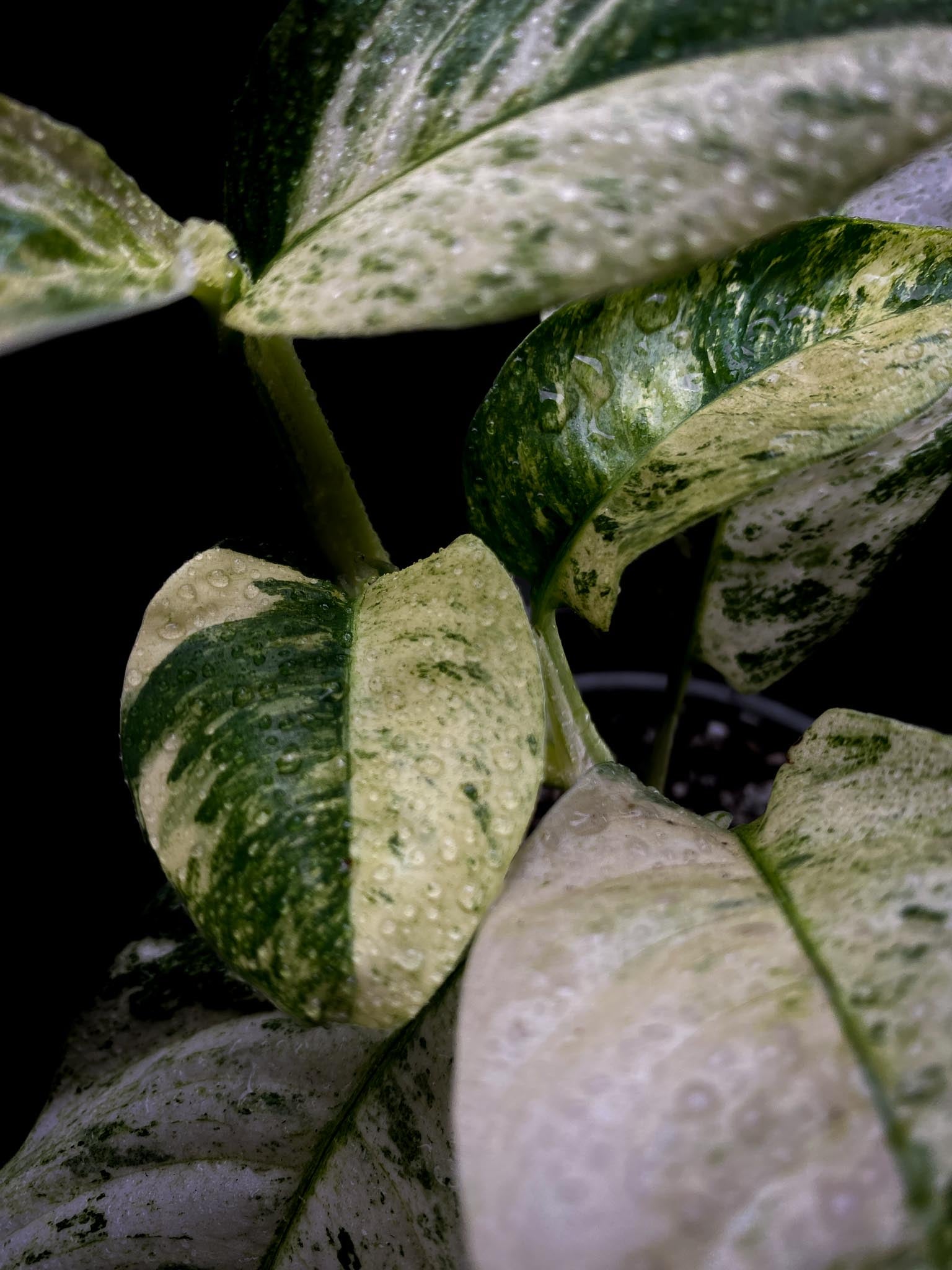 Rhaphidophora puberula Variegated Multiple Leaves Multiple Nodes Rooted