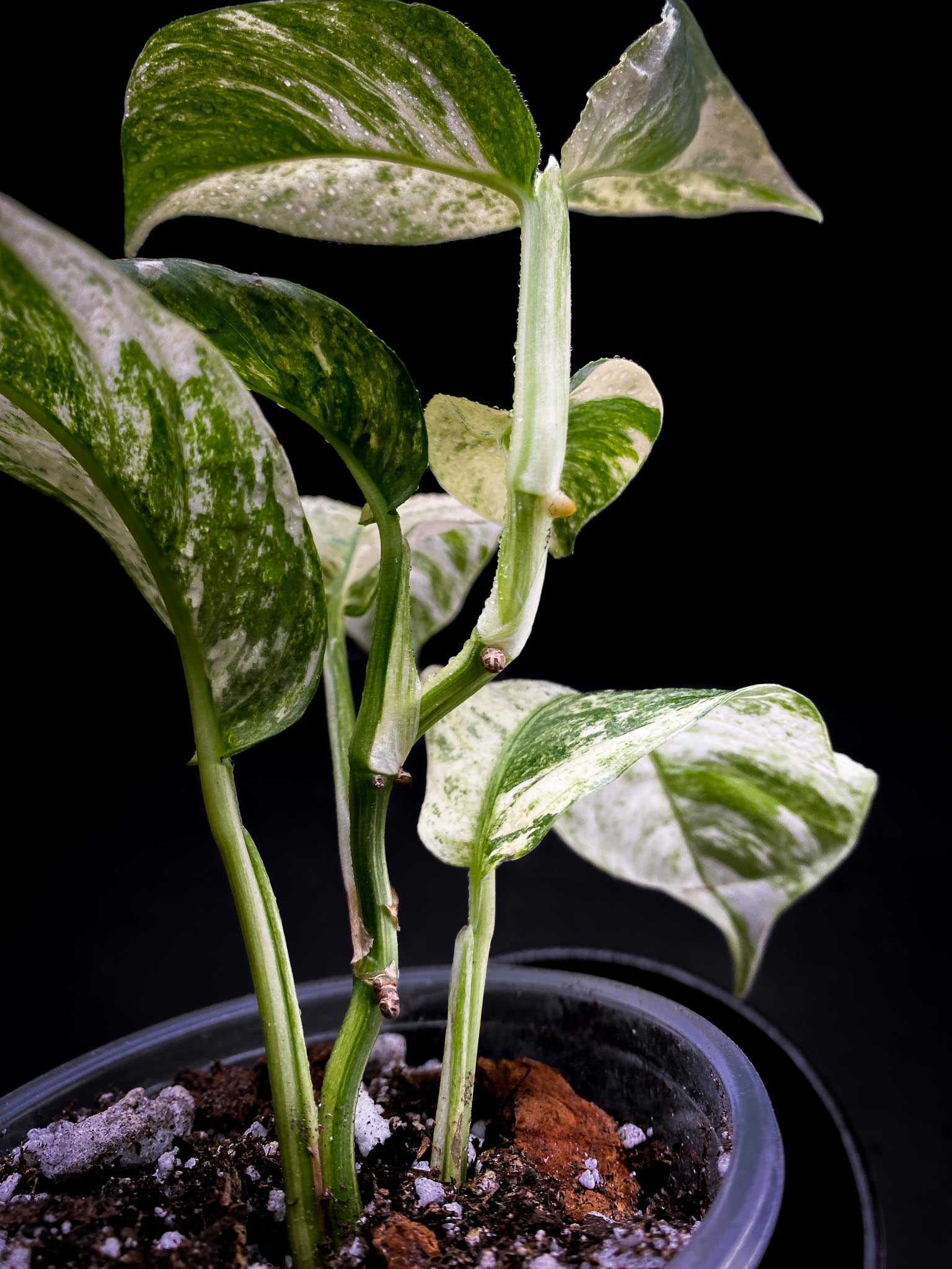 Rhaphidophora puberula Variegated Multiple Leaves Multiple Nodes Rooted