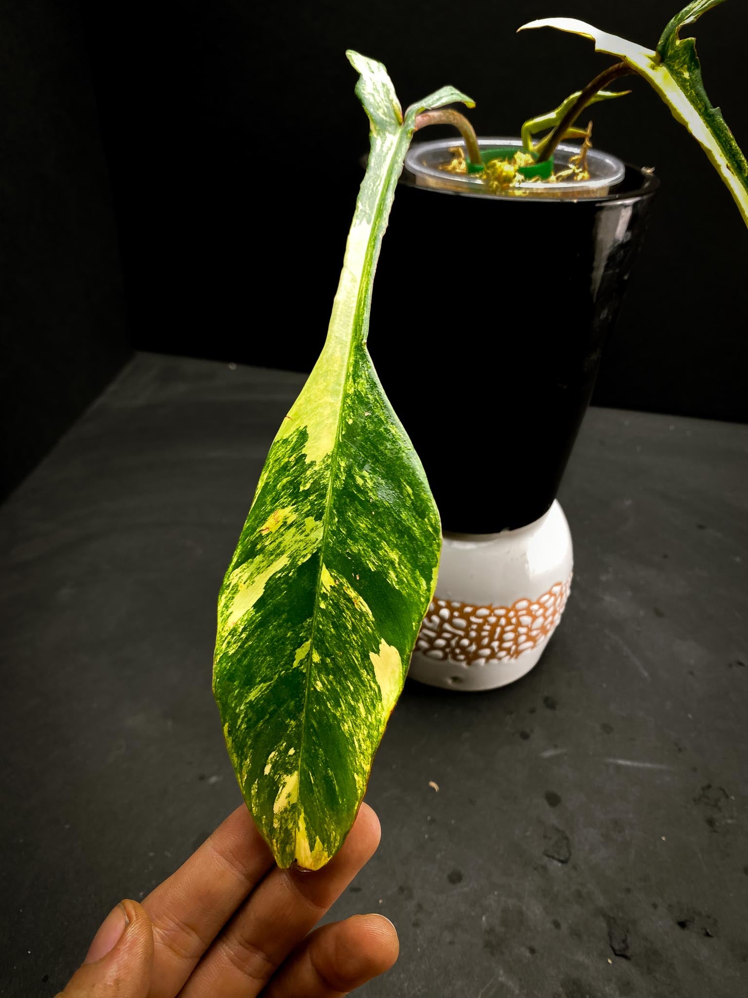 Philodendron Jeopii Variegated 3 Leaves  3 Nodes  1 Sprout top cutting Rooted