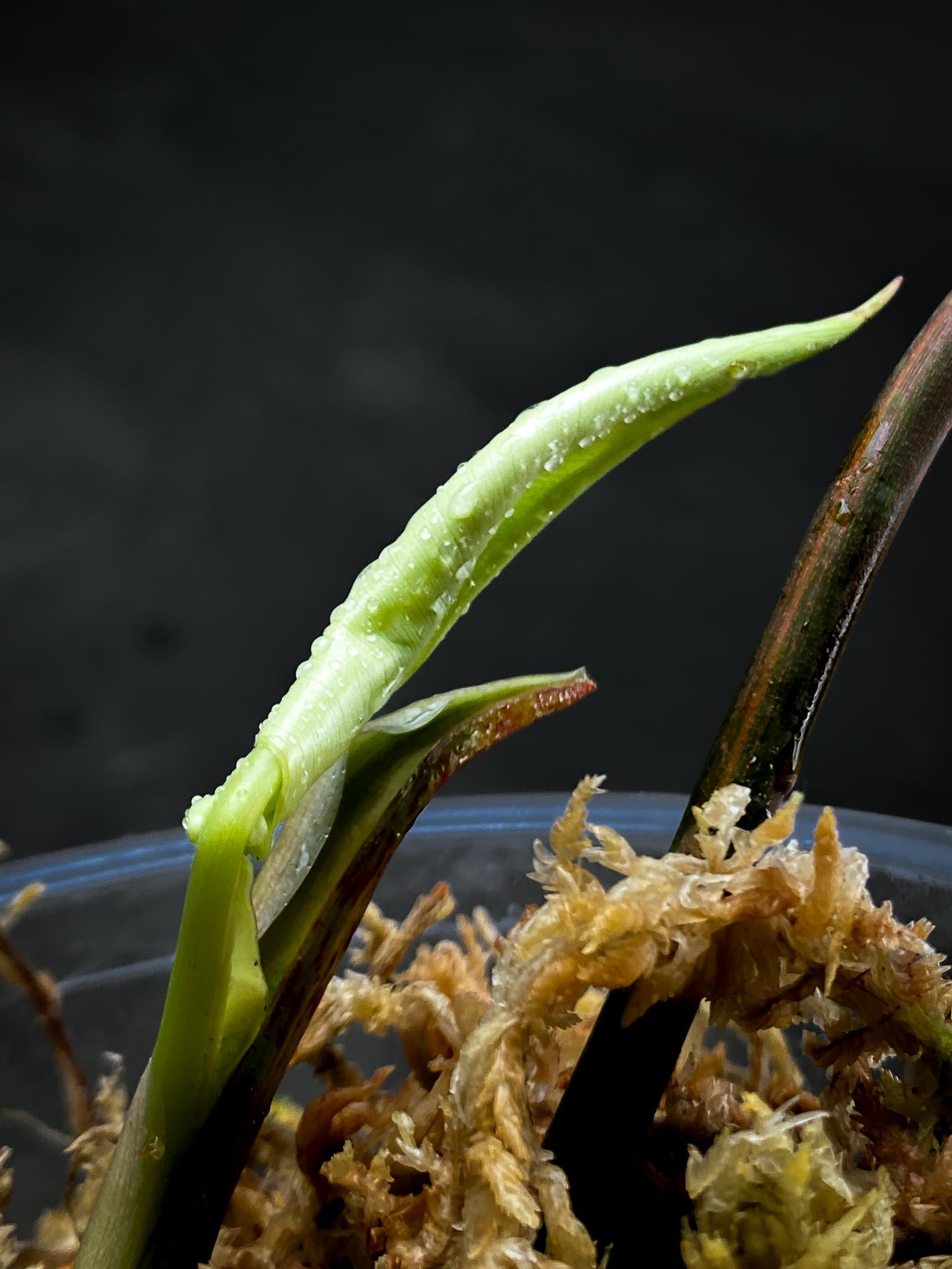 Philodendron Jeopii Variegated 3 Leaves  3 Nodes  1 Sprout top cutting Rooted xP