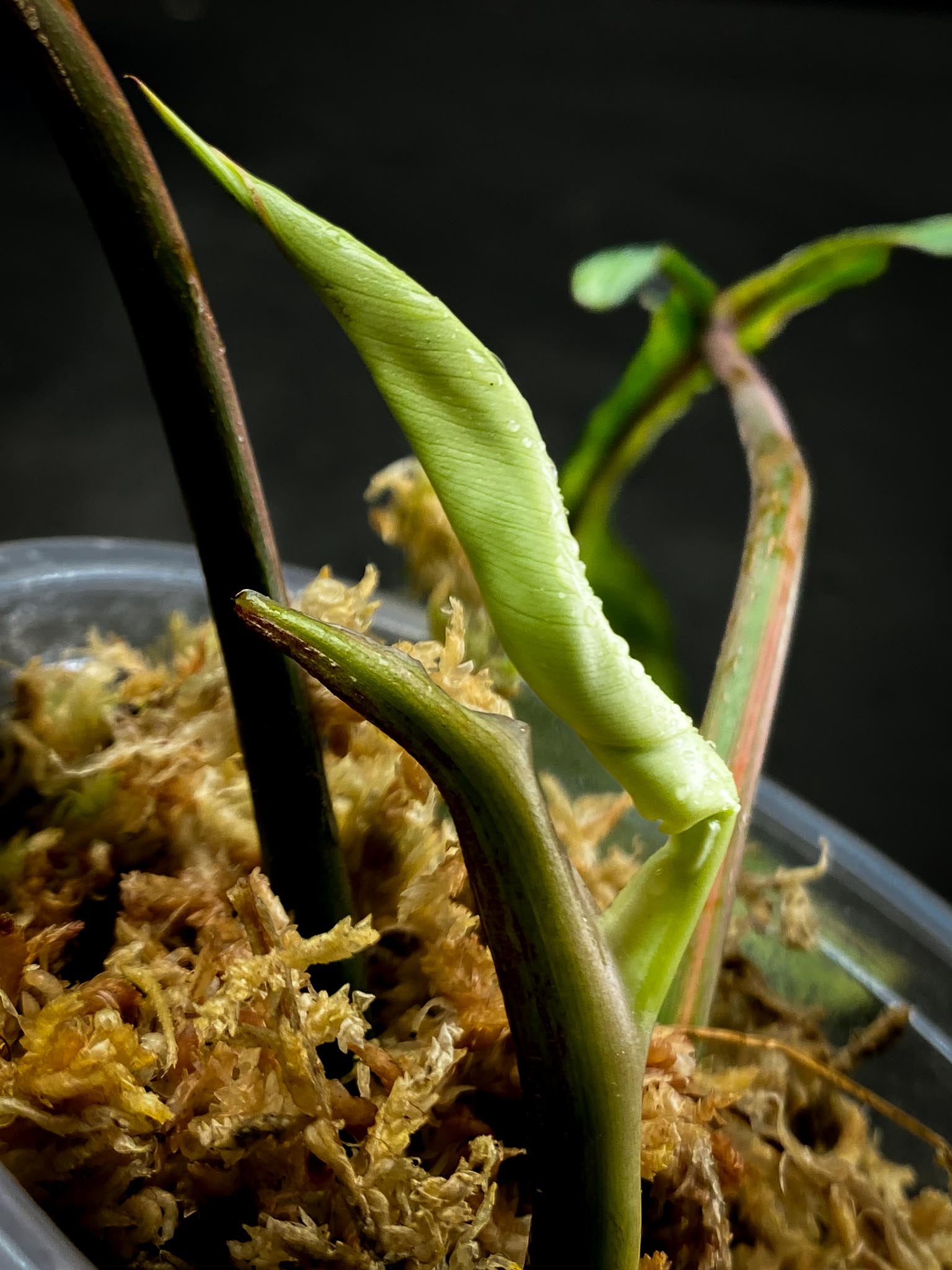 Philodendron Jeopii Variegated 3 Leaves  3 Nodes  1 Sprout top cutting Rooted