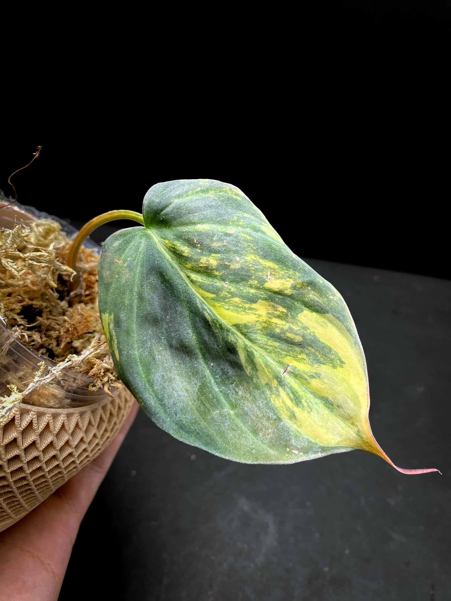 Philodendron Micans Variegated 1 Leaf 1 Node  Rooted
