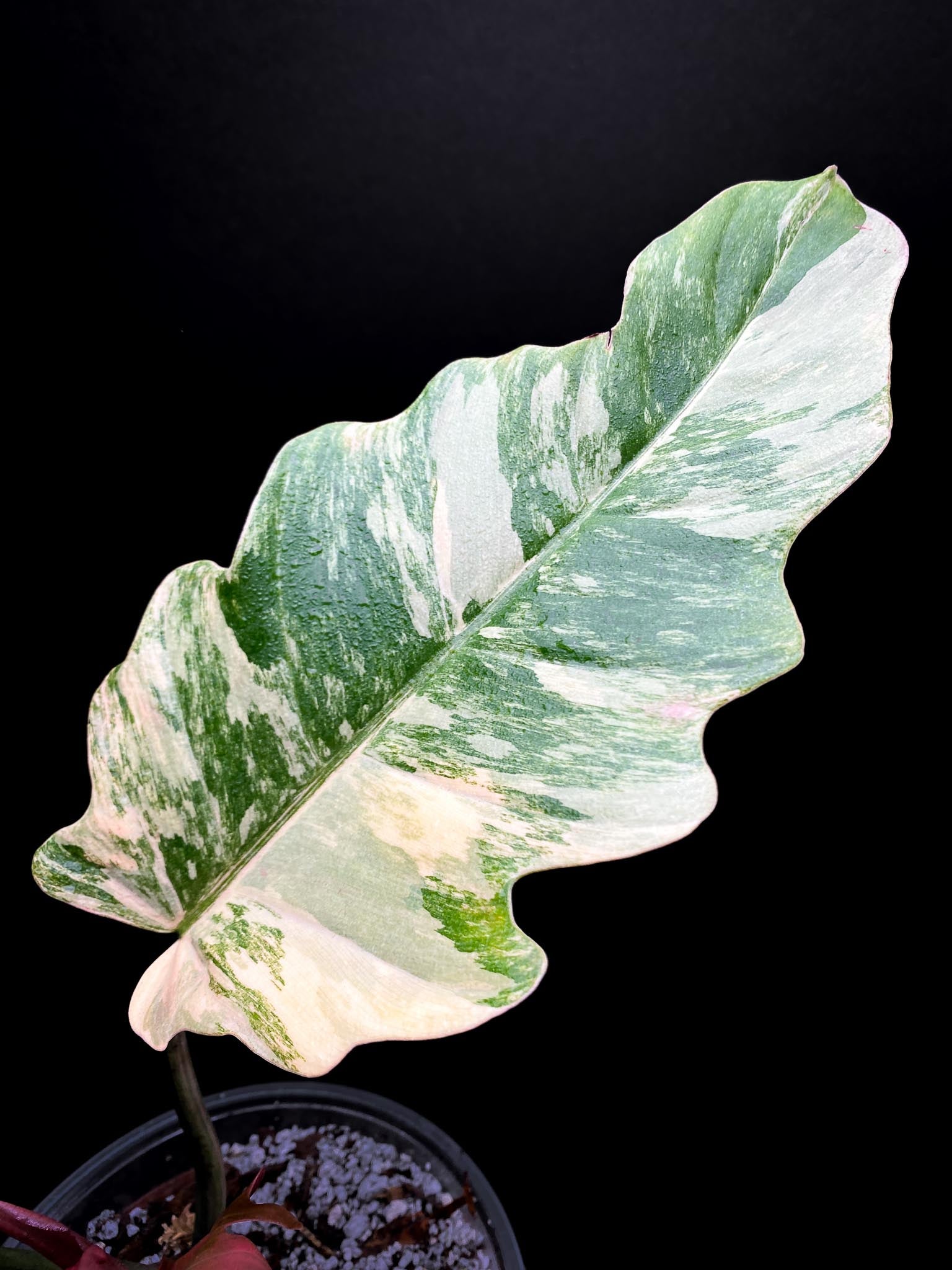 Philodendron caramel Marble Variegated 5 Leaves Multiple Nodes 1 Sprout Rooted-xP-