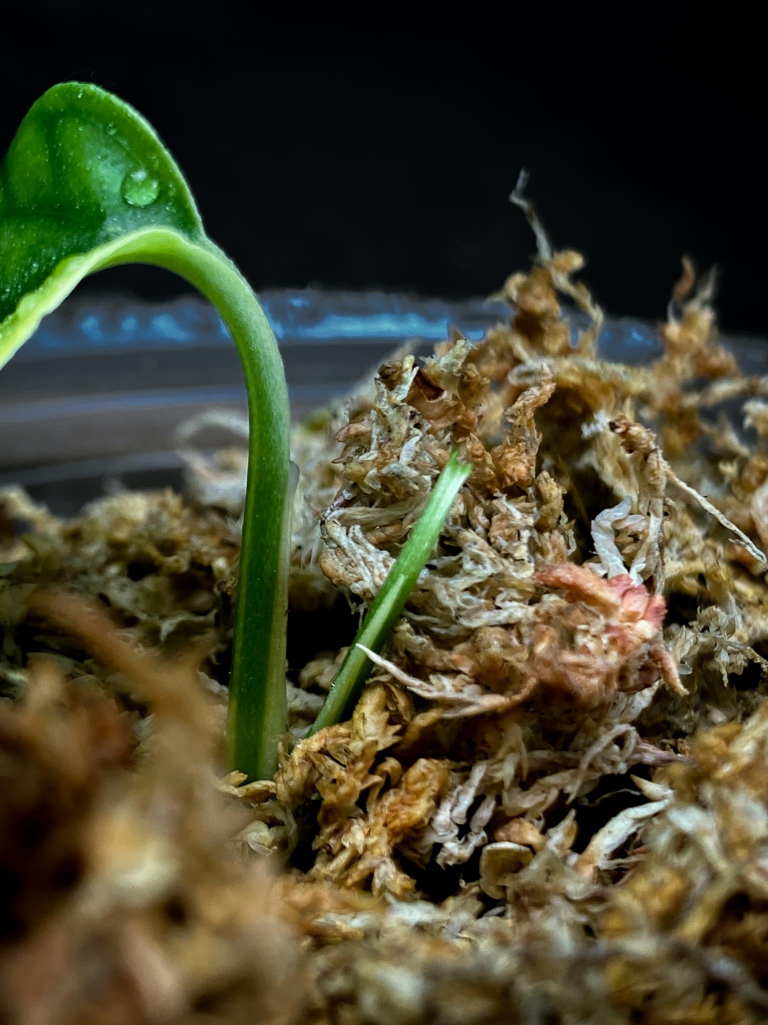 Epipremnum Cebu Blue Aurea Variegated 1 Leaf 1 Node  Rooted