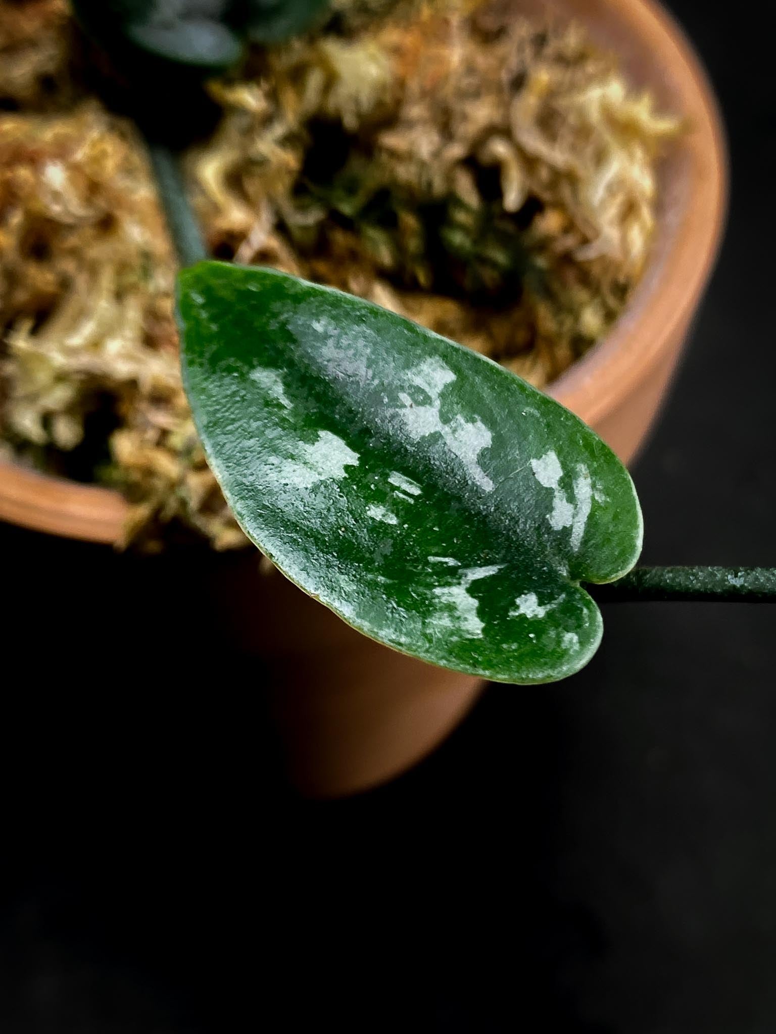 Scindapsus Black Mamba 2 Leaves  2 Nodes  Rooted