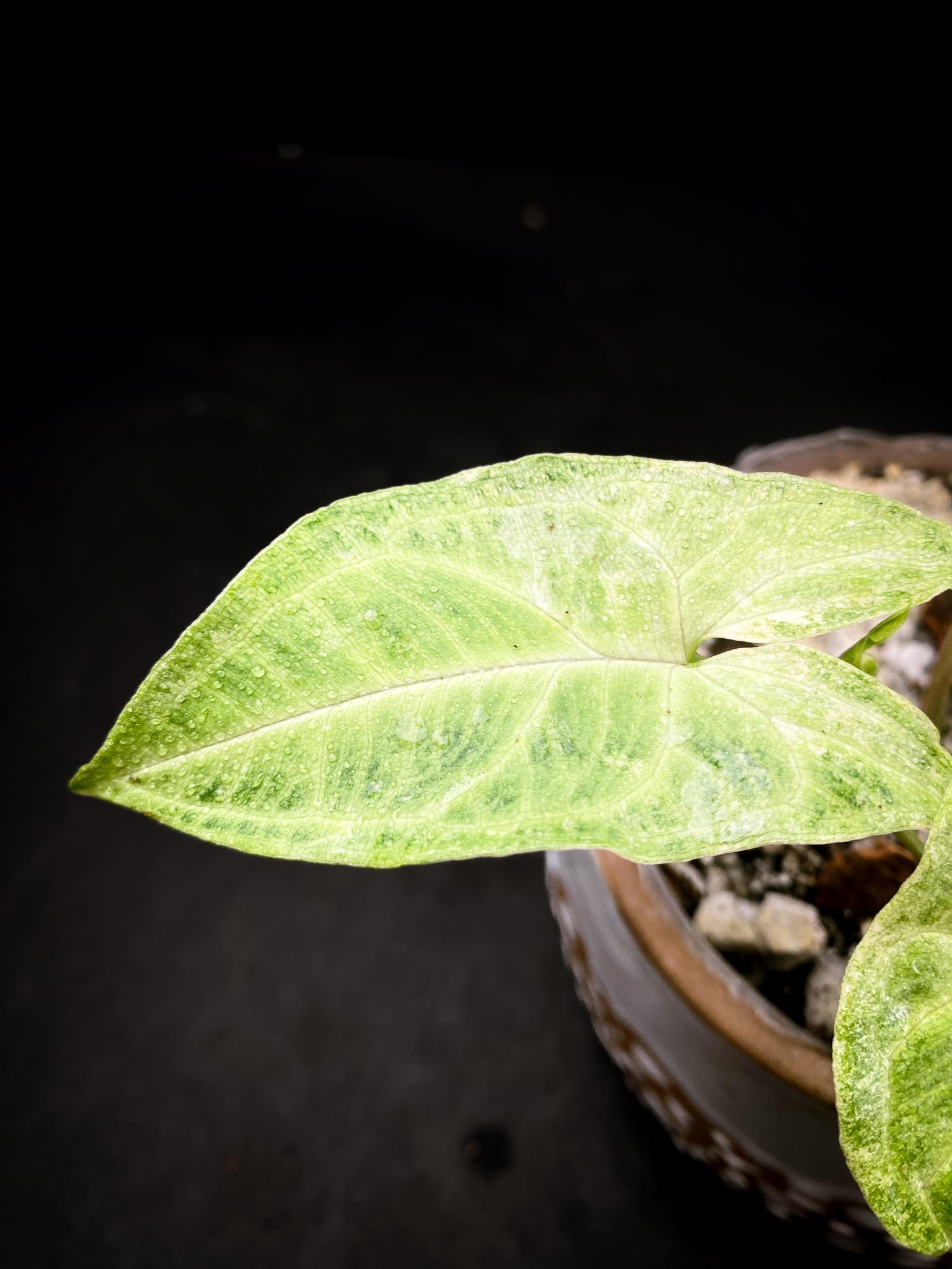 Syngonium Batik Mint Variegated 3 Leaves  3 Nodes  Rooted