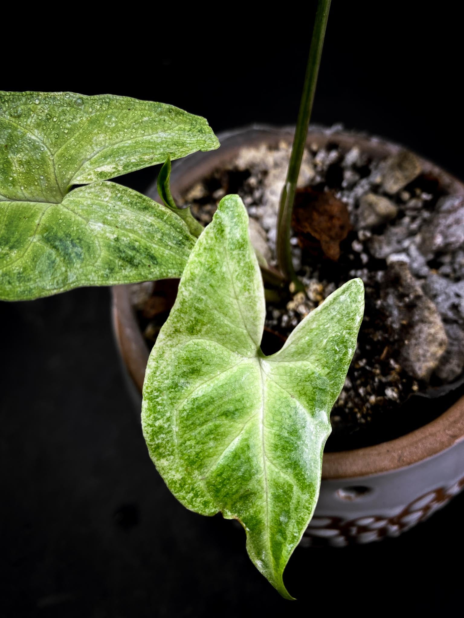 Syngonium Batik Mint Variegated 3 Leaves  3 Nodes  Rooted