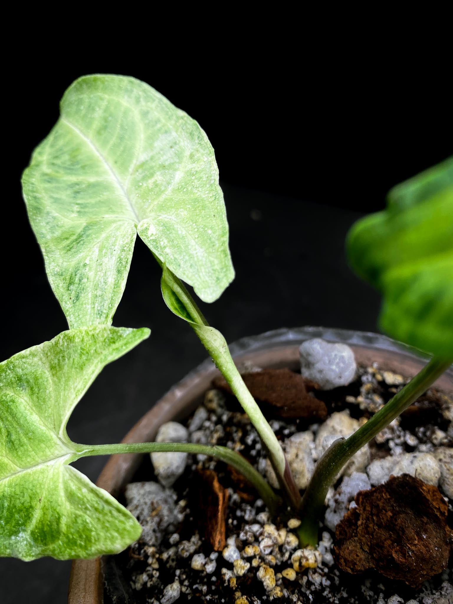 Syngonium Batik Mint Variegated 3 Leaves  3 Nodes  Rooted