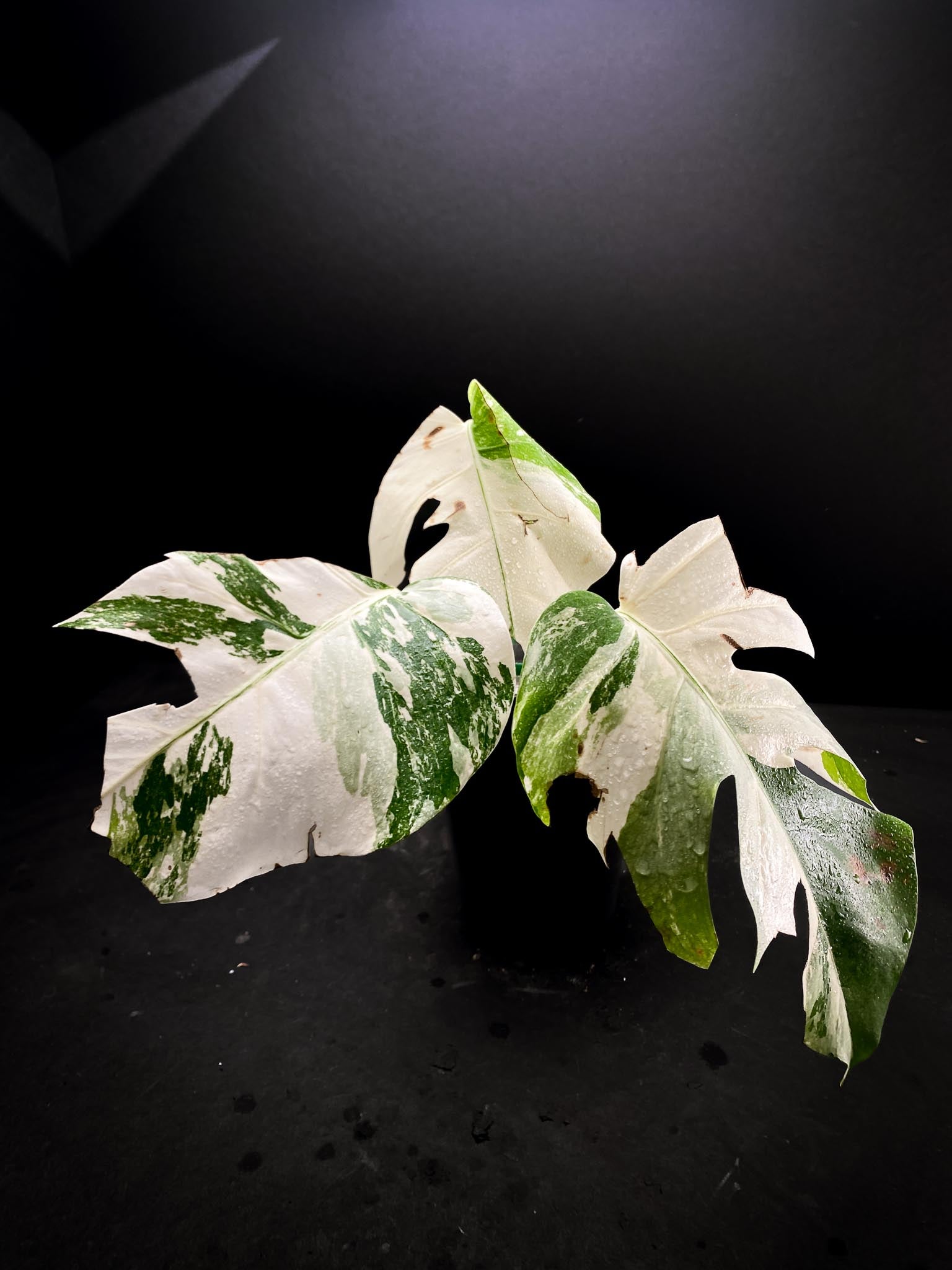 Monstera albo Japanese White Tiger 3 Leaves  3 Nodes  Rooted