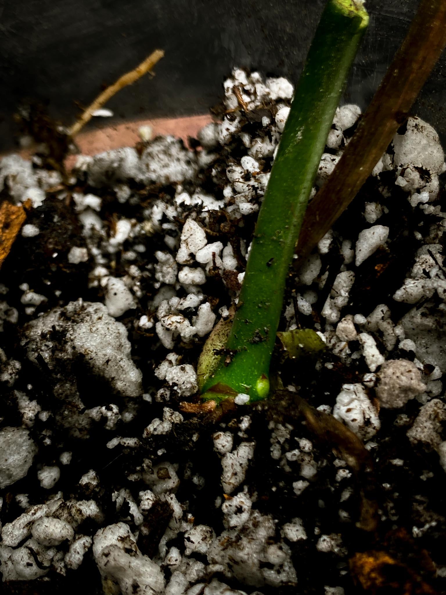 Philodendron Micans Variegated 1 Leaf 1 Growing Bud Rooted