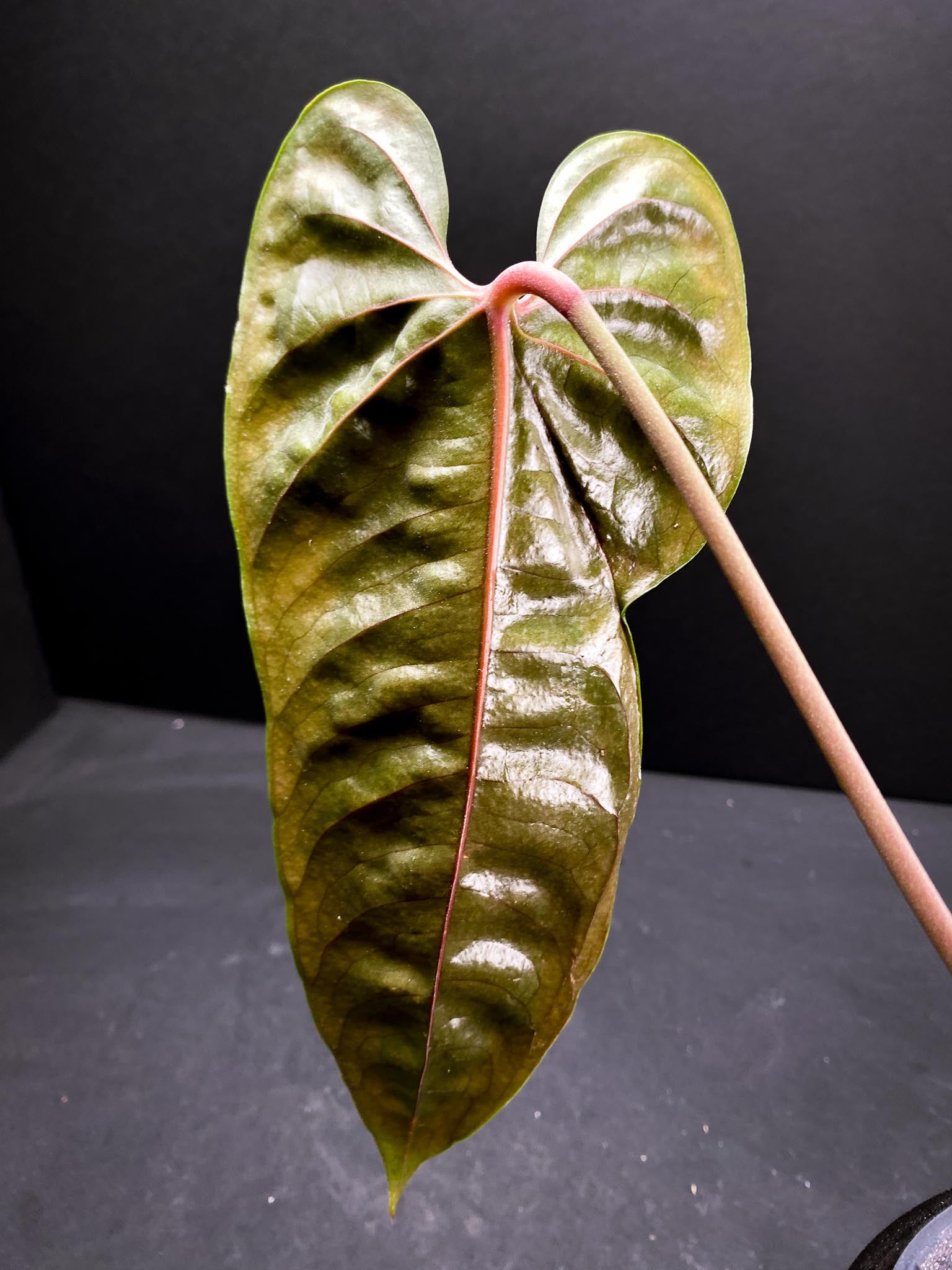 Anthurium Recavum Narrow 1 Leaf 2 Nodes 1 Growing Bud 1 Sprout  top cutting Rooted