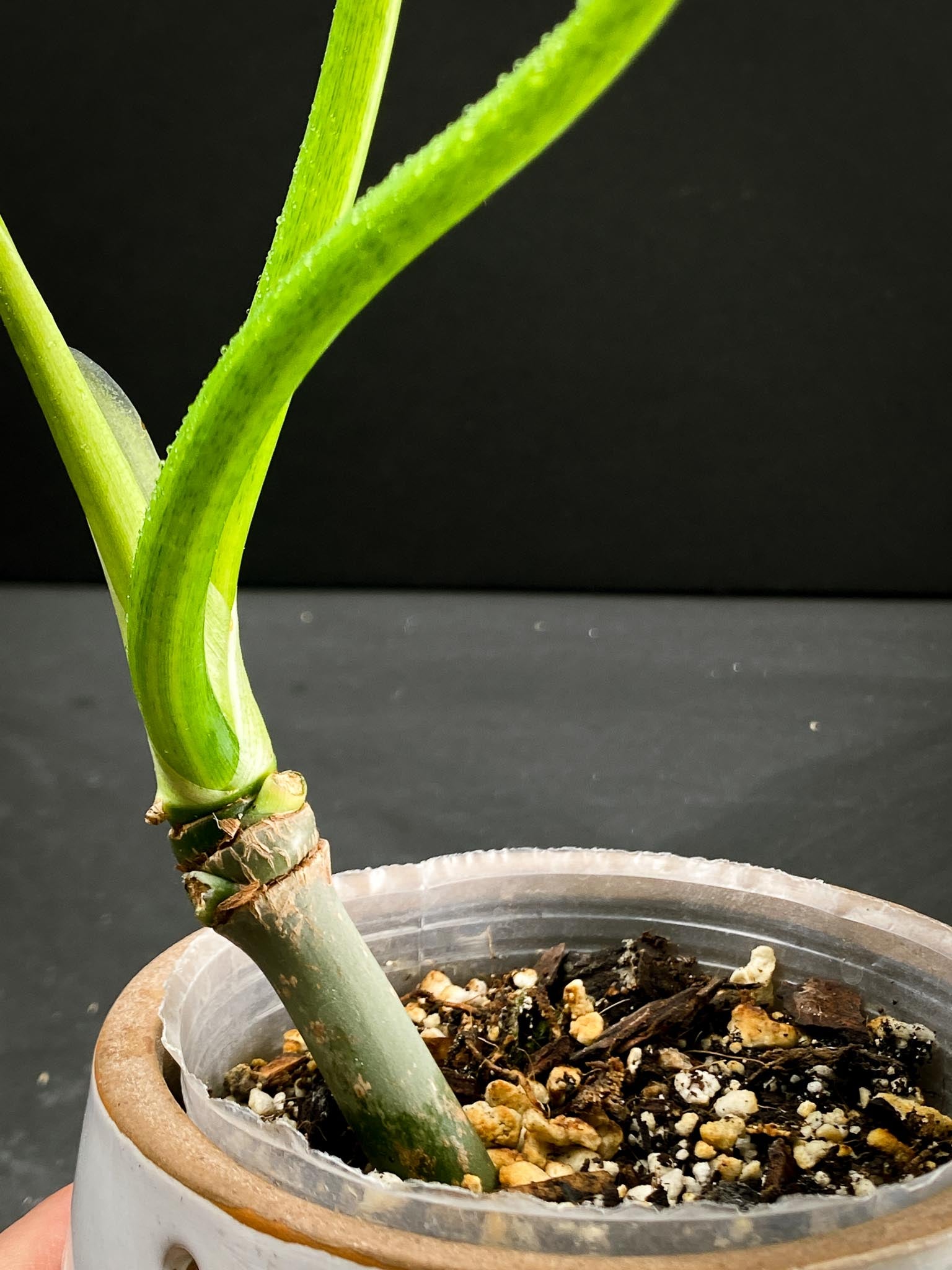 Philodendron/Thaumatophyllum Radiatum Variegated 2 Leaves  Multiple  Nodes 1 Growing Bud  1 Sprout