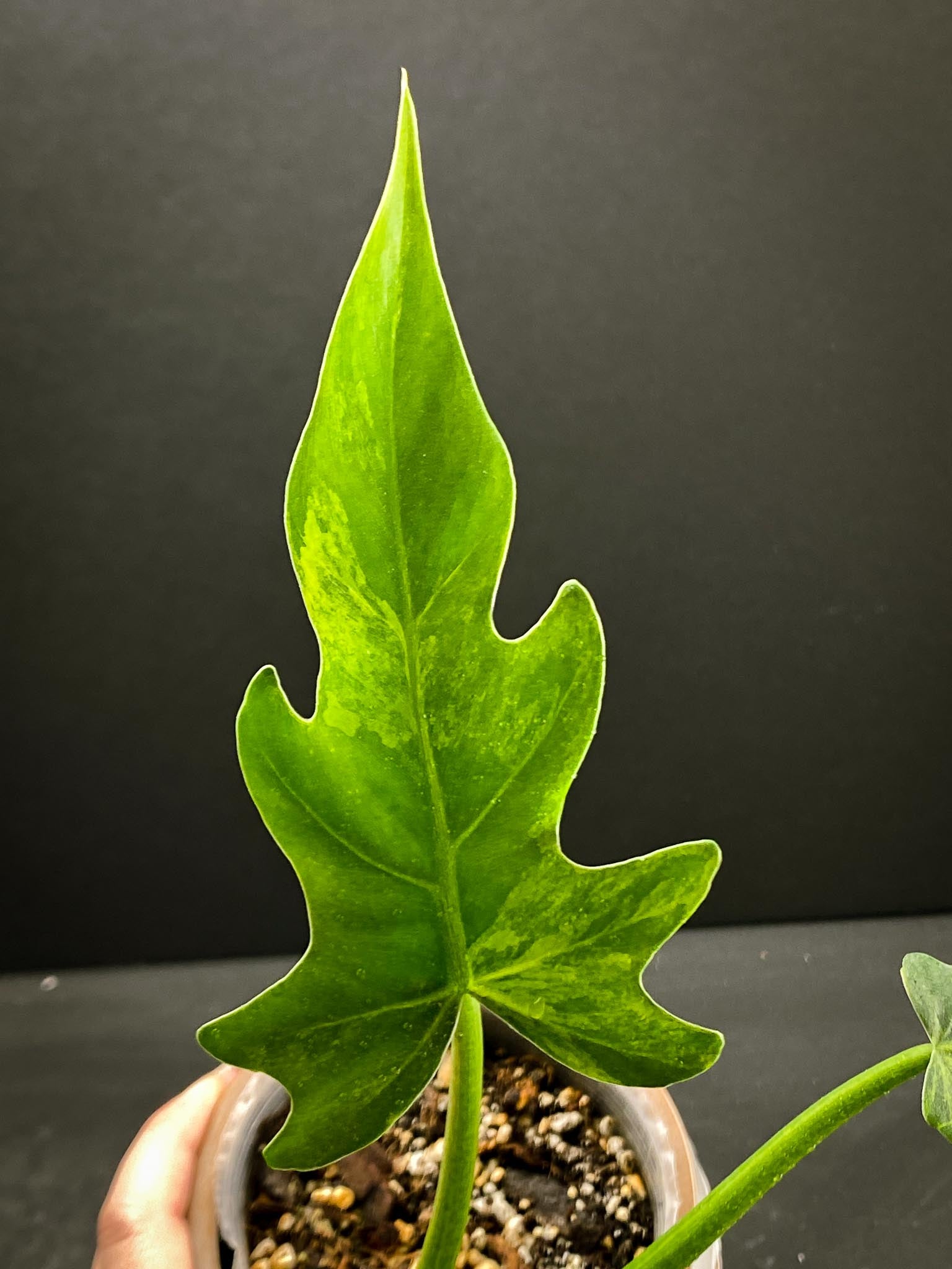 Philodendron/Thaumatophyllum Radiatum Variegated 2 Leaves  Multiple  Nodes 1 Growing Bud  1 Sprout