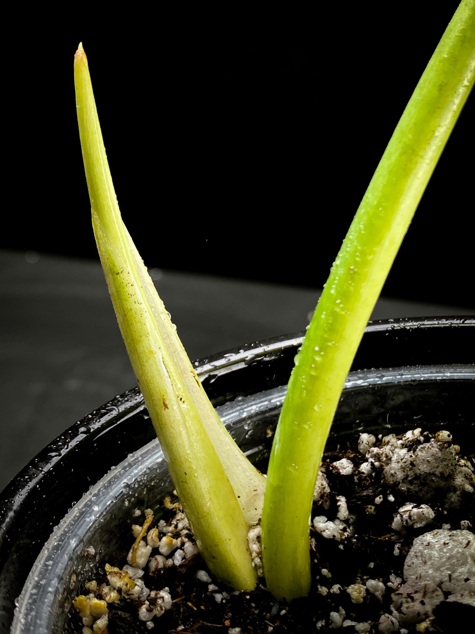 Philodendron/Thaumatophyllum Radiatum Variegated 1 Leaf 2 Nodes  1 Sprout top cutting Rooted