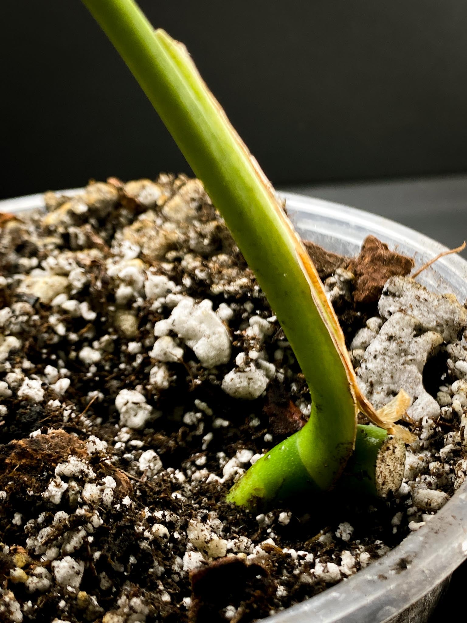 Monstera sierrana 1 Leaf 1 Node  Rooted