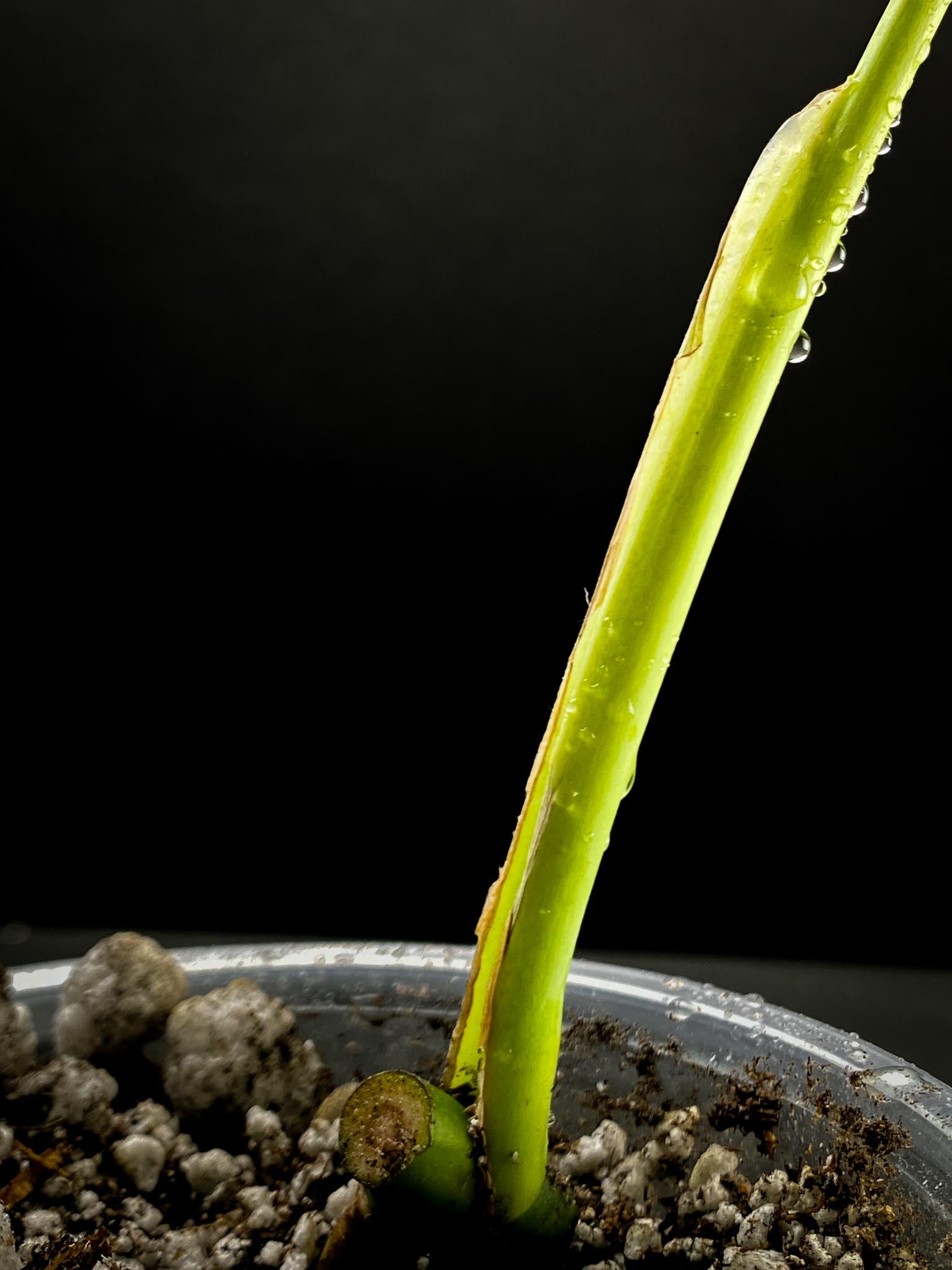 Monstera sierrana 1 Leaf 1 Node  Rooted