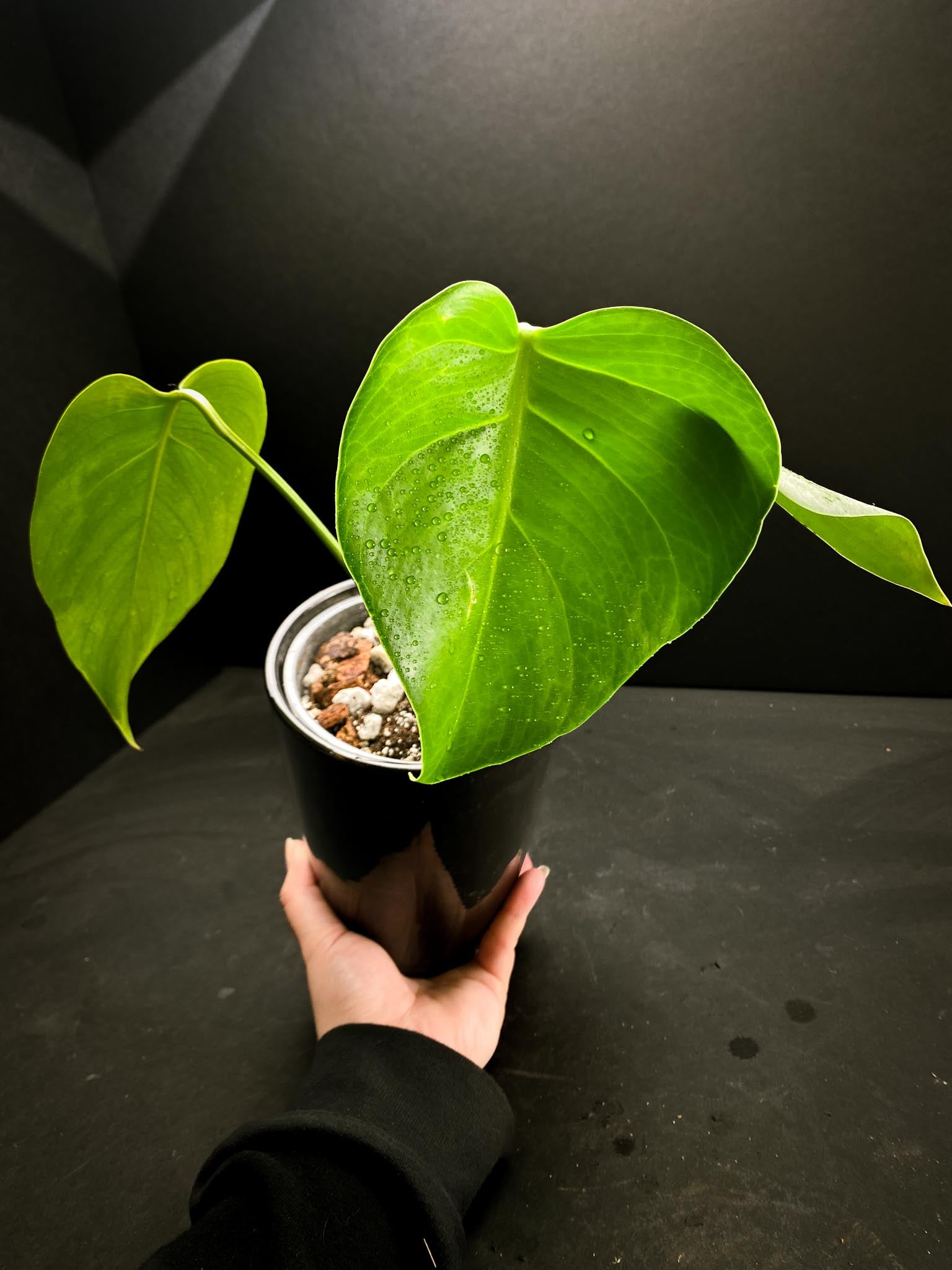 Monstera sierrana 3 Leaves  3 Nodes  top cutting Rooted