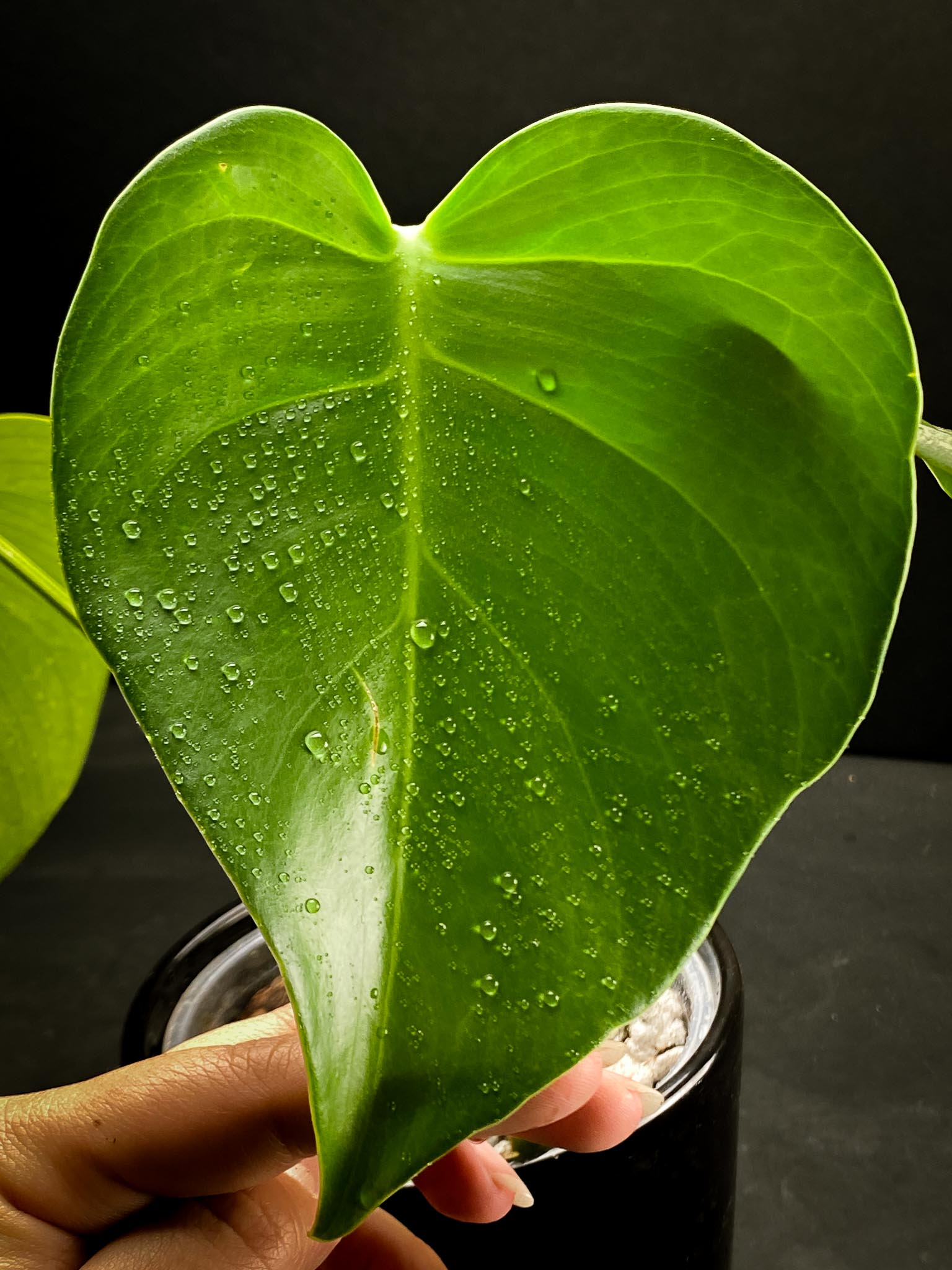 Monstera sierrana 3 Leaves  3 Nodes  top cutting Rooted