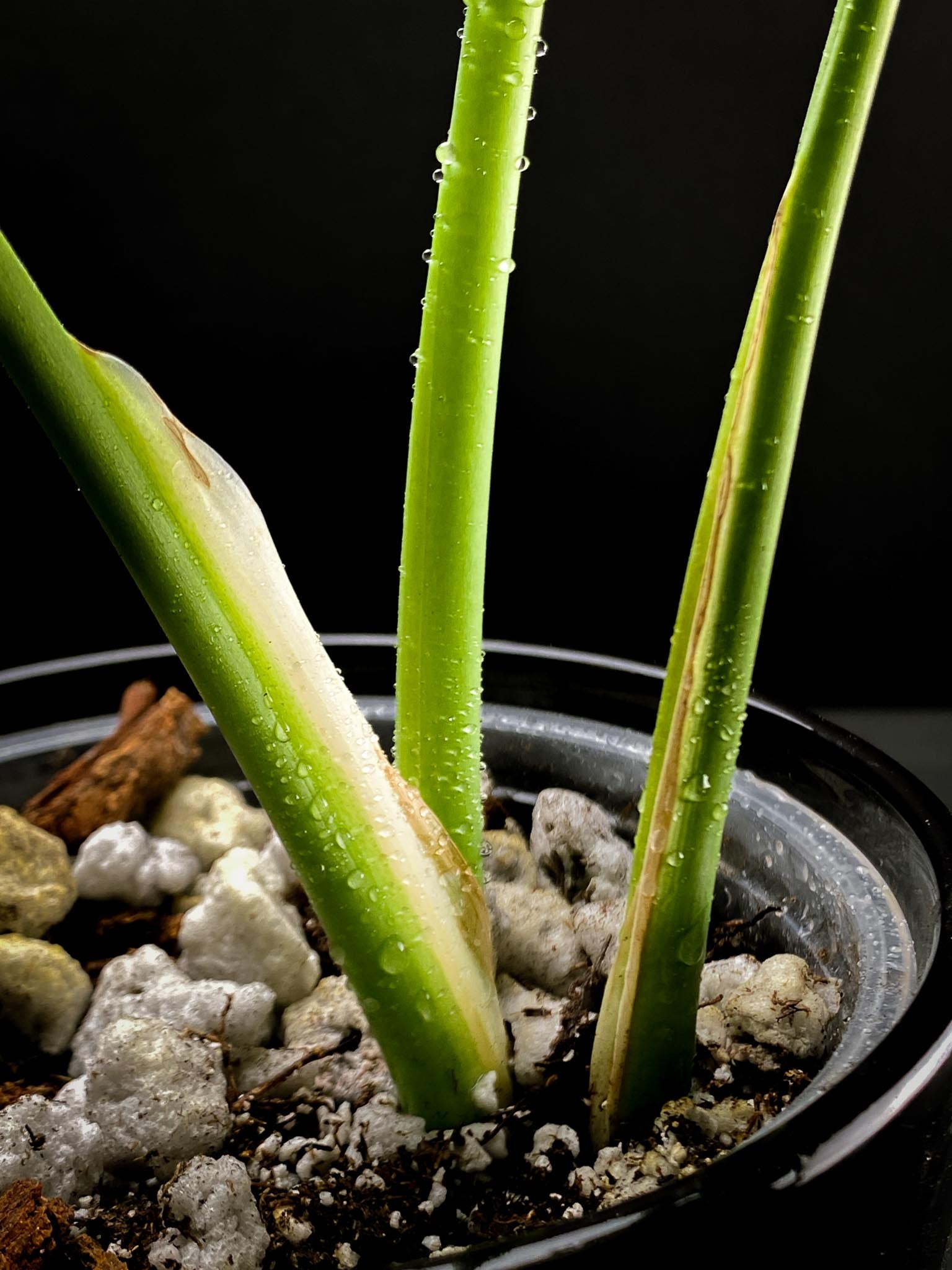 Monstera sierrana 3 Leaves  3 Nodes  top cutting Rooted