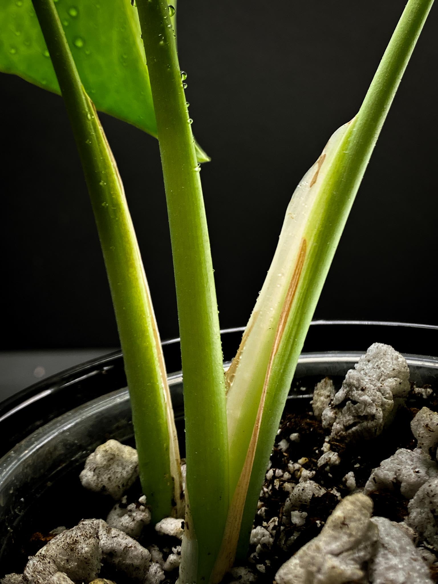 Monstera sierrana 3 Leaves  3 Nodes  top cutting Rooted