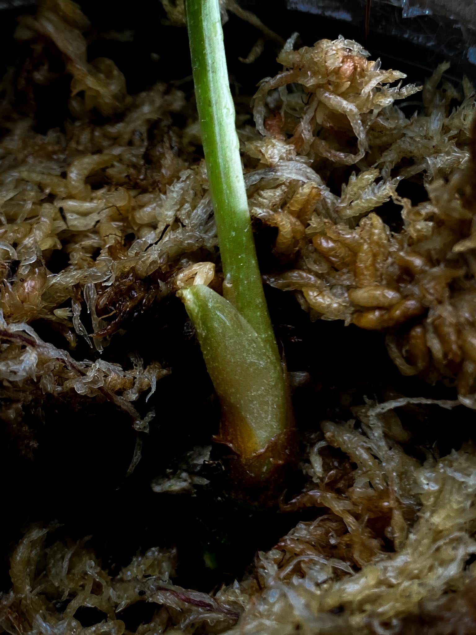 Anthurium Papillilaminum x Forgetii 1 Leaf 1 Node  Rooted