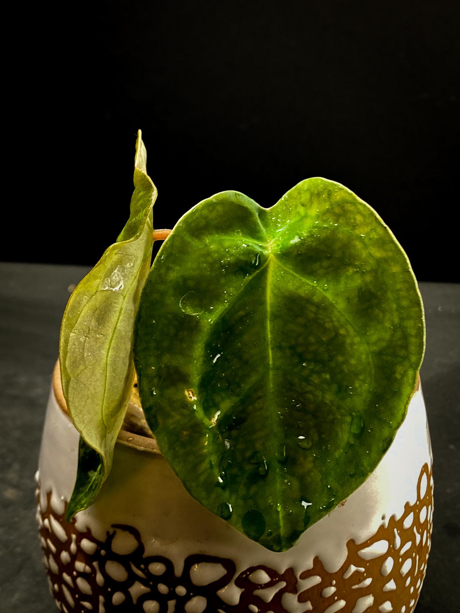 Anthurium Papillilaminum x Forgetii 2 Leaves  2 Nodes top cutting Rooted