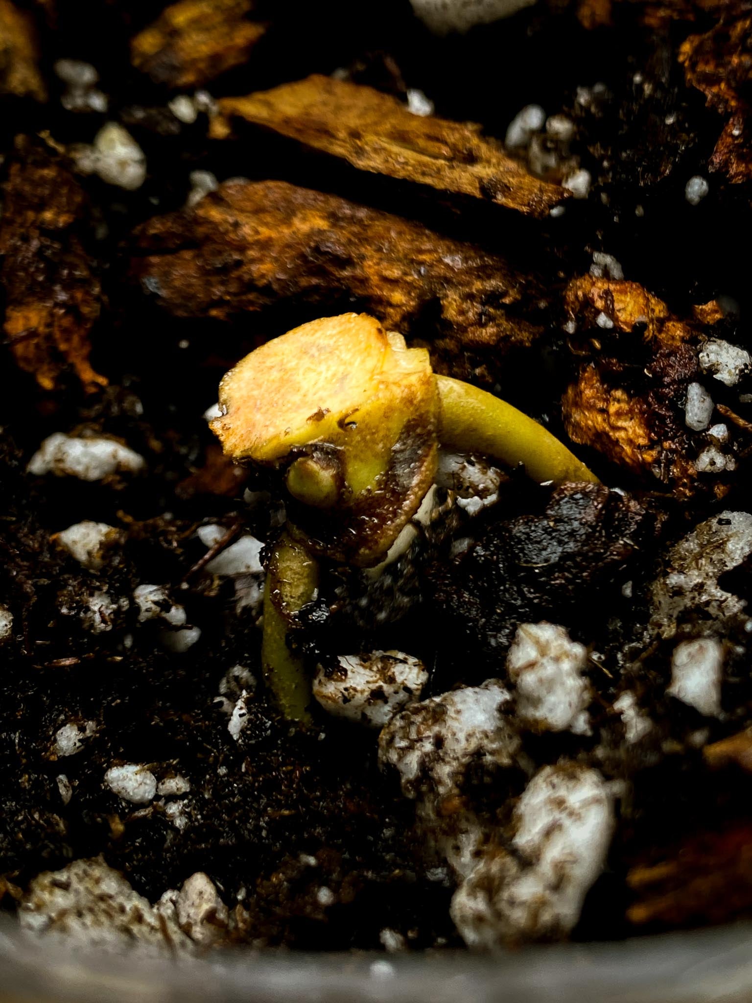 Anthurium Papillilaminum x Warocqueanum Dark Form 1 Node  1 Sprout Rooted