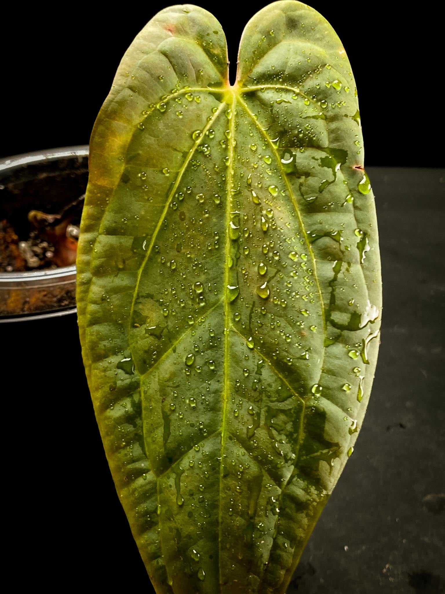 Anthurium Papillilaminum x Warocqueanum Dark Form 1 Leaf 2 Nodes  1 Sprout Rooted