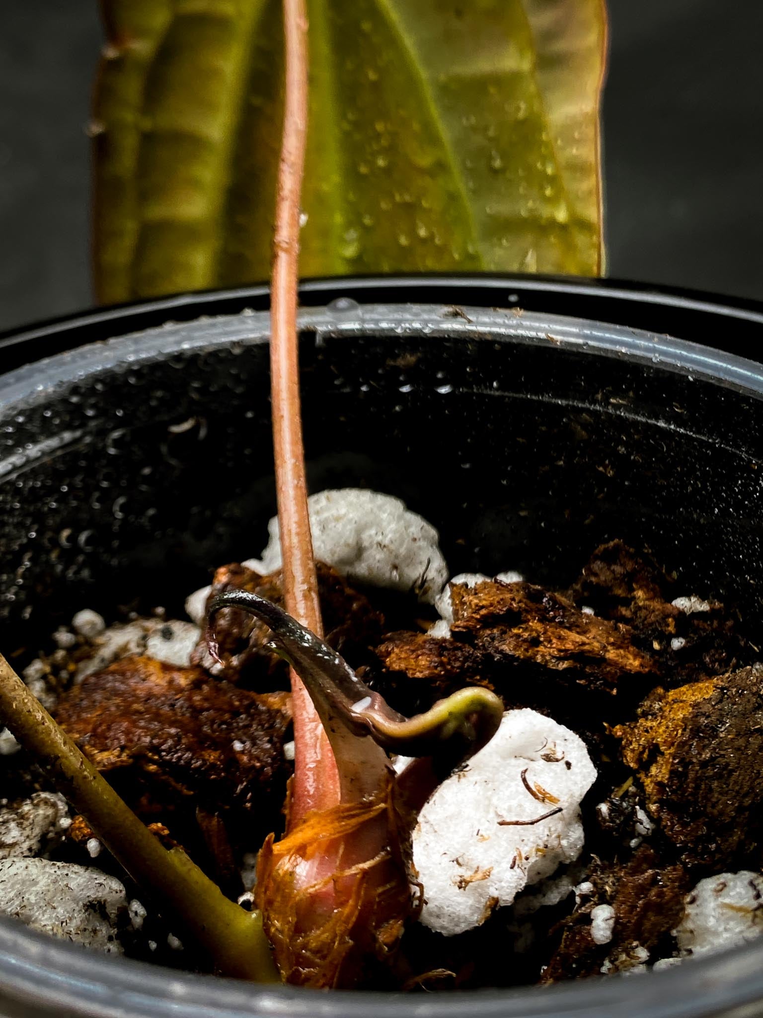 Anthurium Papillilaminum x Warocqueanum Dark Form 1 Leaf 2 Nodes  1 Sprout Rooted