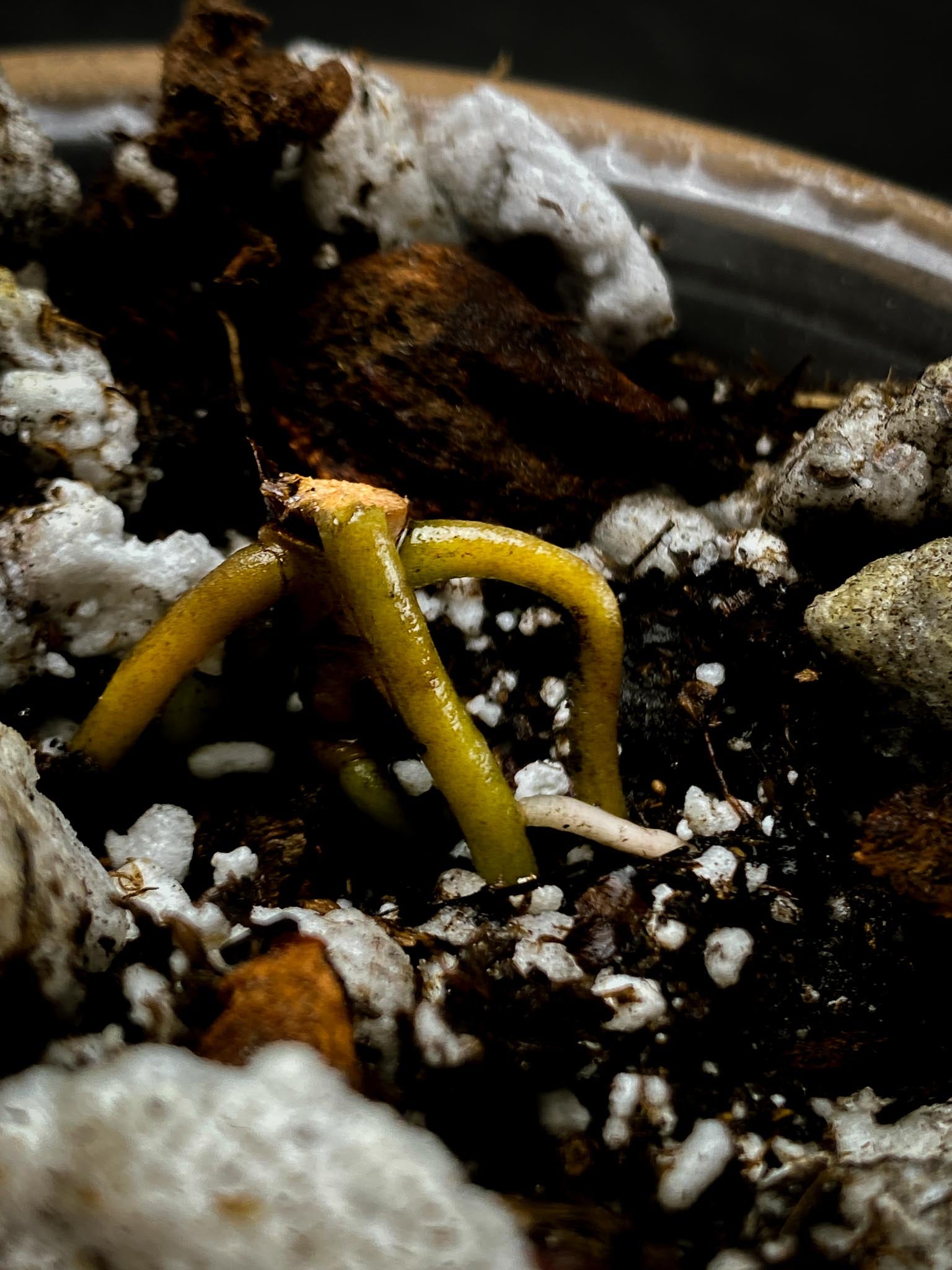 Anthurium Hoffmanii x Red Gunsal 3 Nodes  Rooted