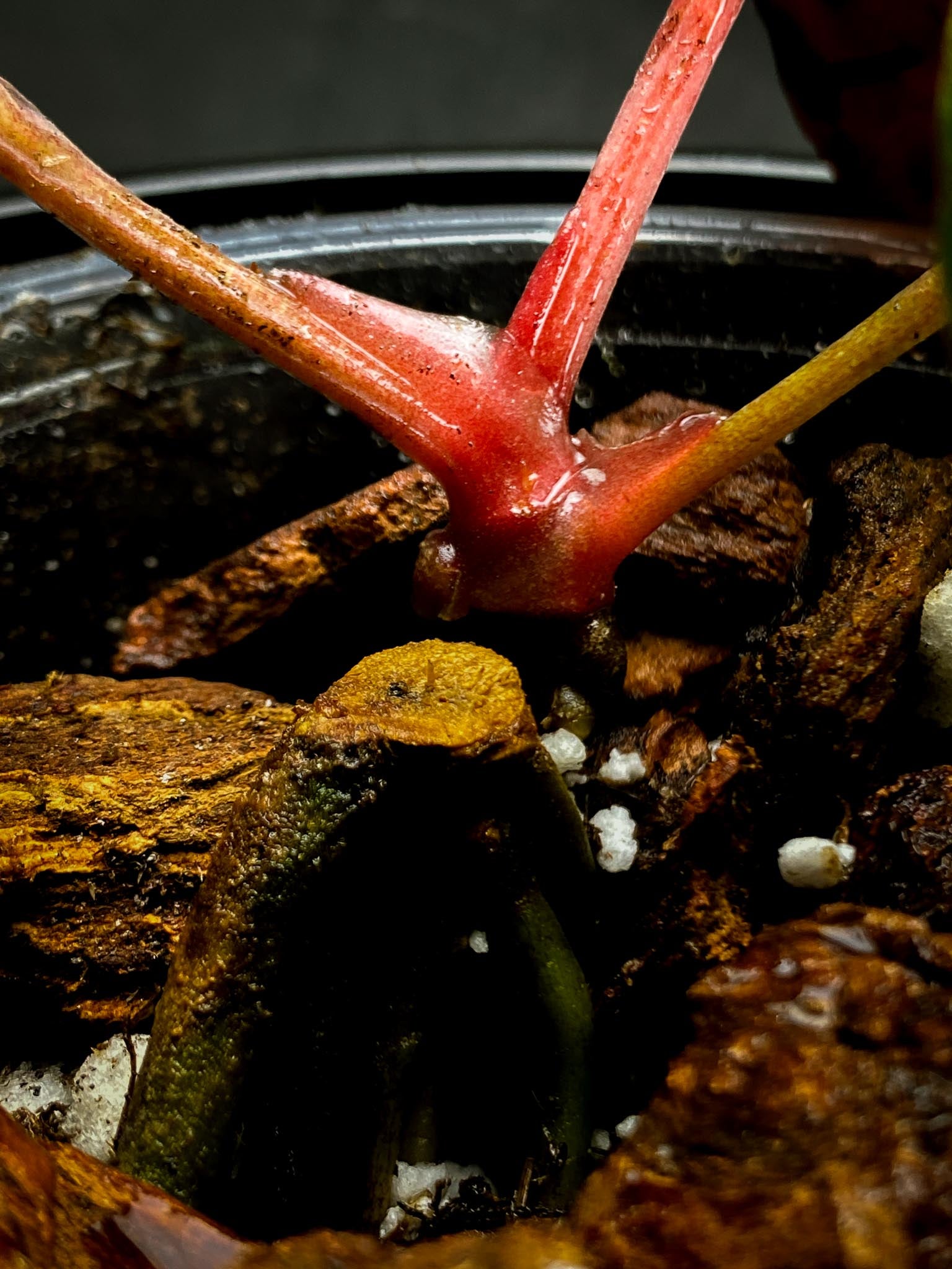 Anthurium Papillilaminum Long and bullet x red vein dark phoenix 3 Leaves 3 Nodes  Rooted