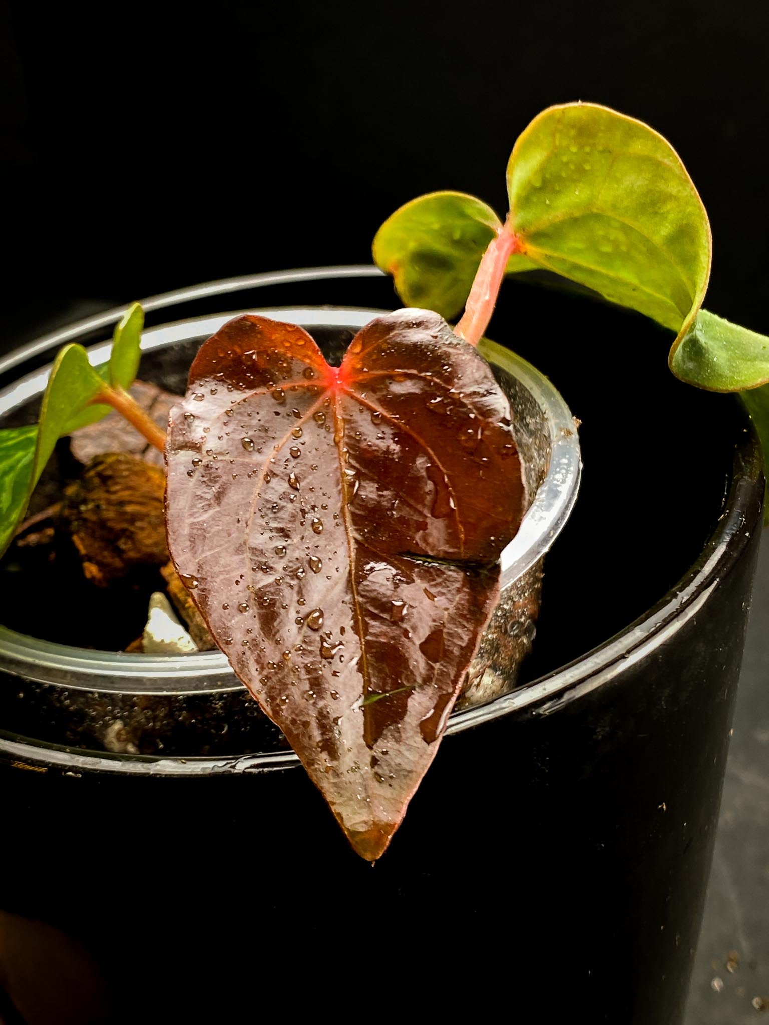 Anthurium Papillilaminum Long and bullet x red vein dark phoenix 3 Leaves 3 Nodes  Rooted