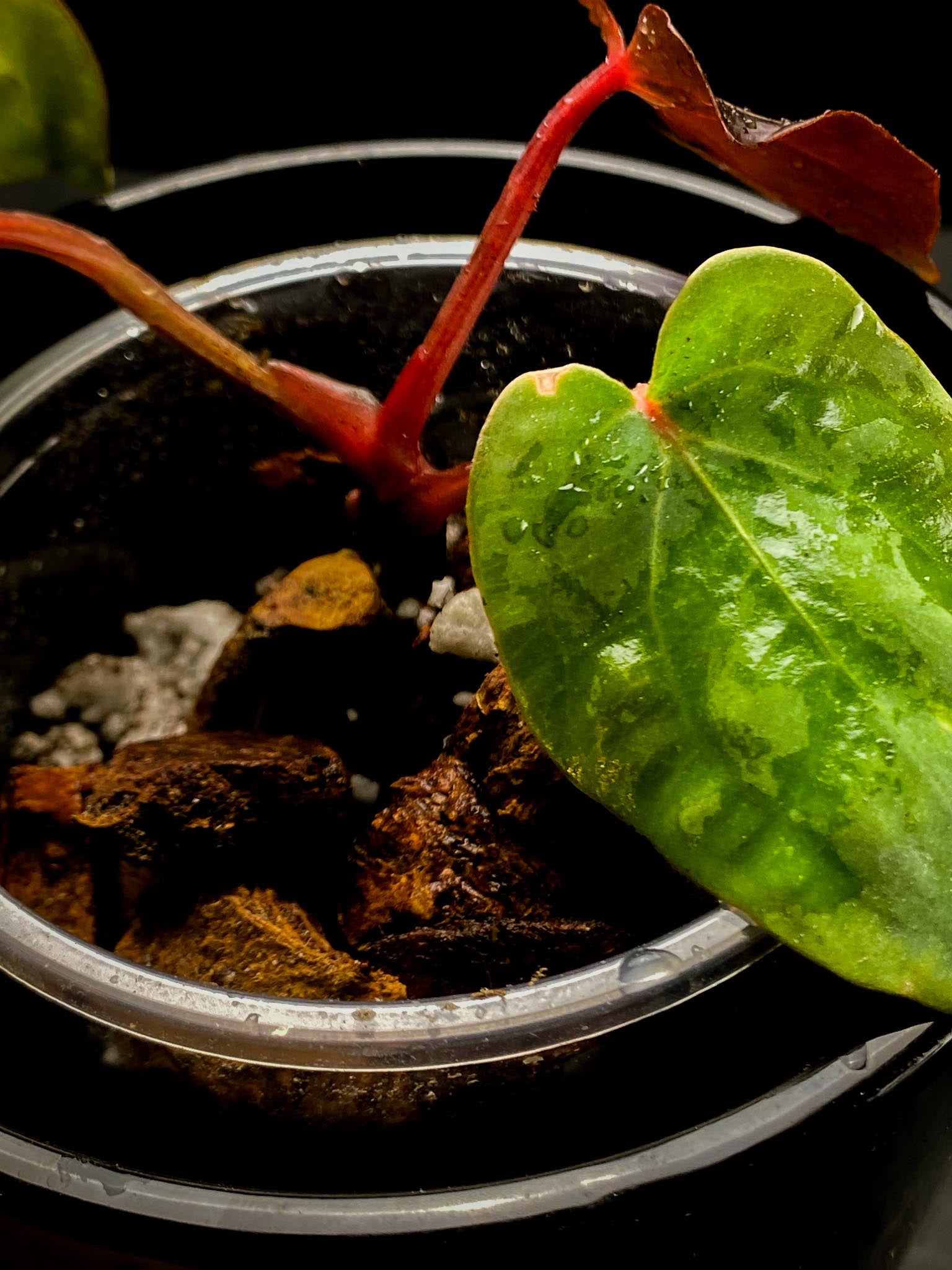 Anthurium Papillilaminum Long and bullet x red vein dark phoenix 3 Leaves 3 Nodes  Rooted