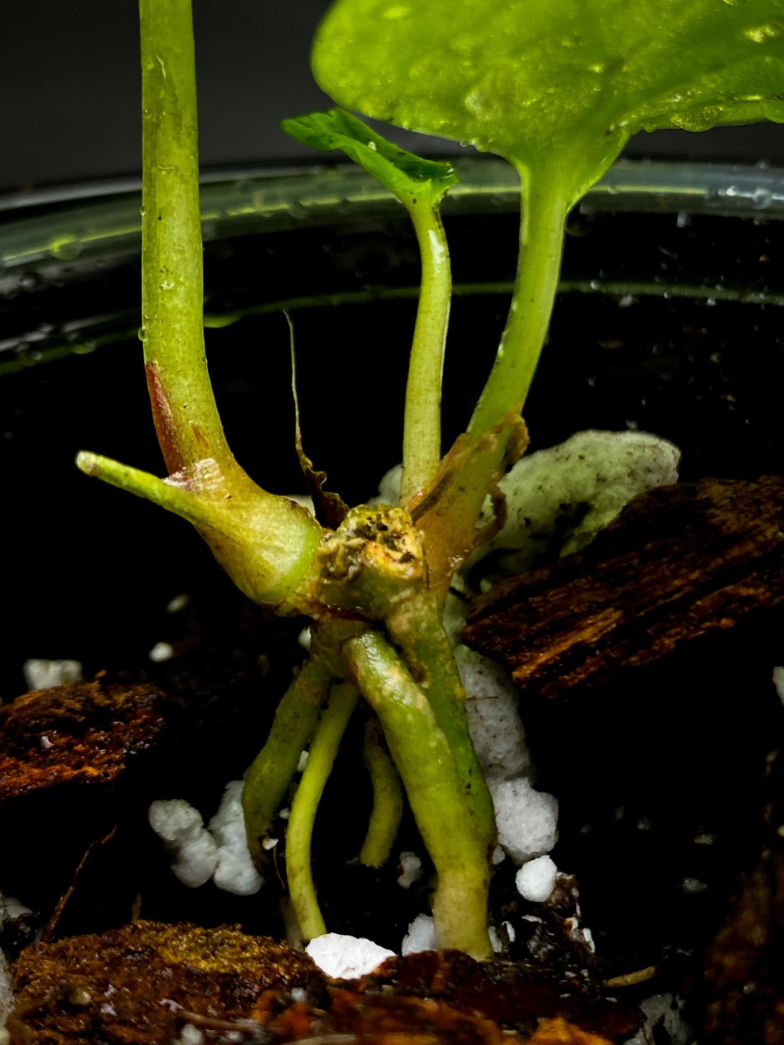 Anthurium fort sherman x Dark pheonix 3 Leaves  3 Nodes  Rooted