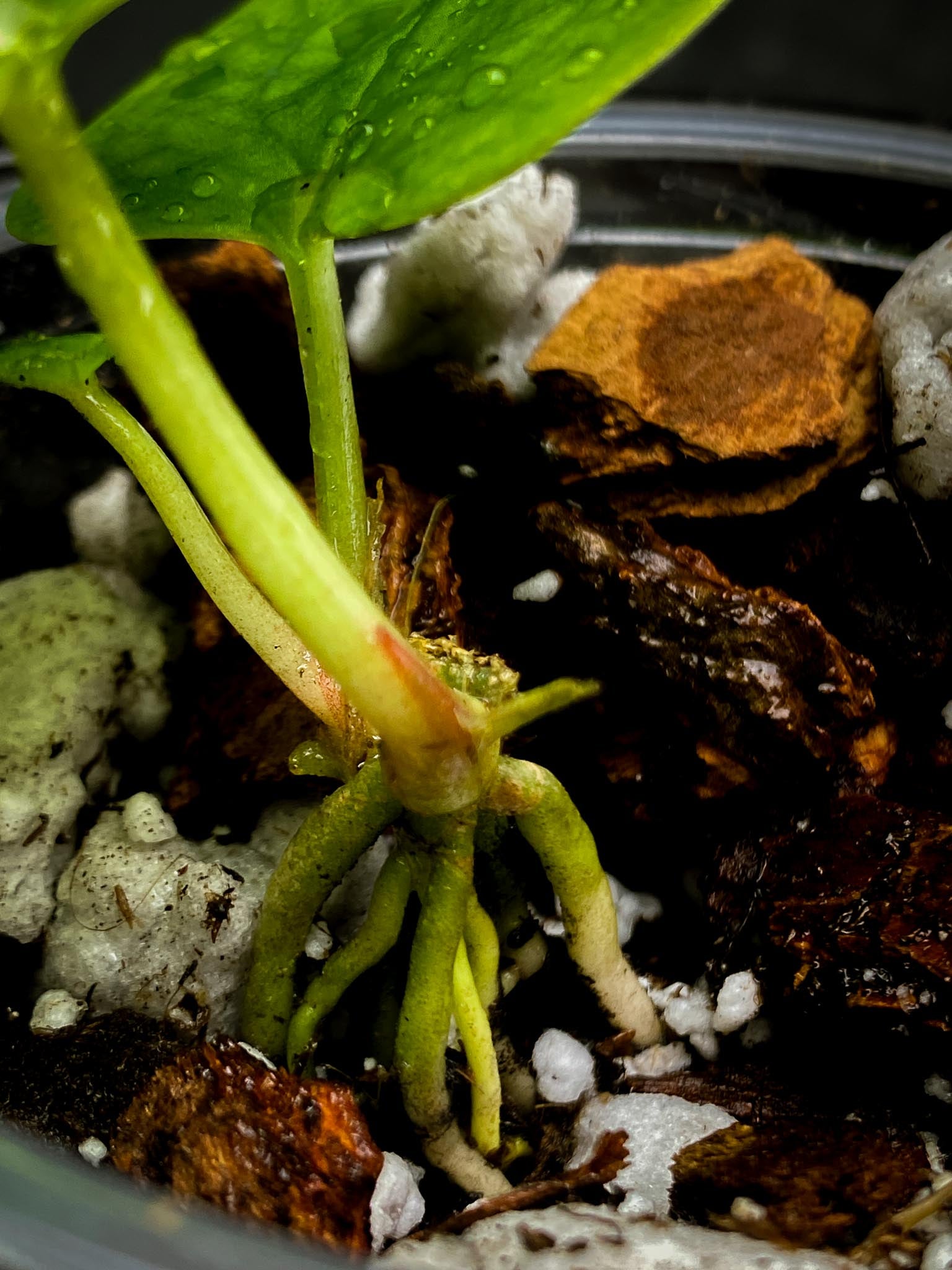 Anthurium fort sherman x Dark pheonix 3 Leaves  3 Nodes  Rooted