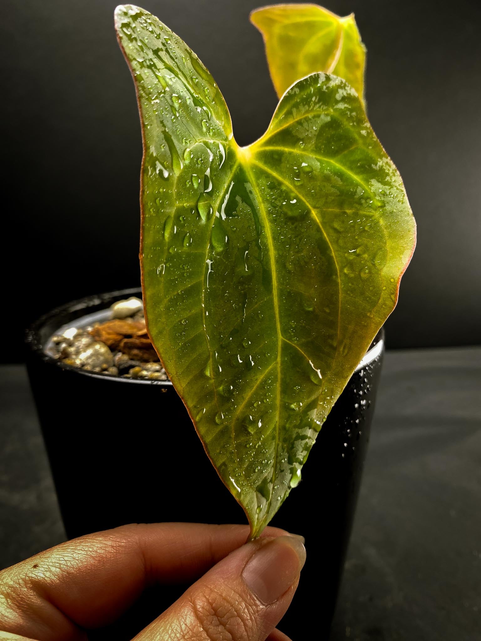 Anthurium blue  Papillilaminum x portillae  2 Leaves  2 Nodes  1 Growing Bud Rooted