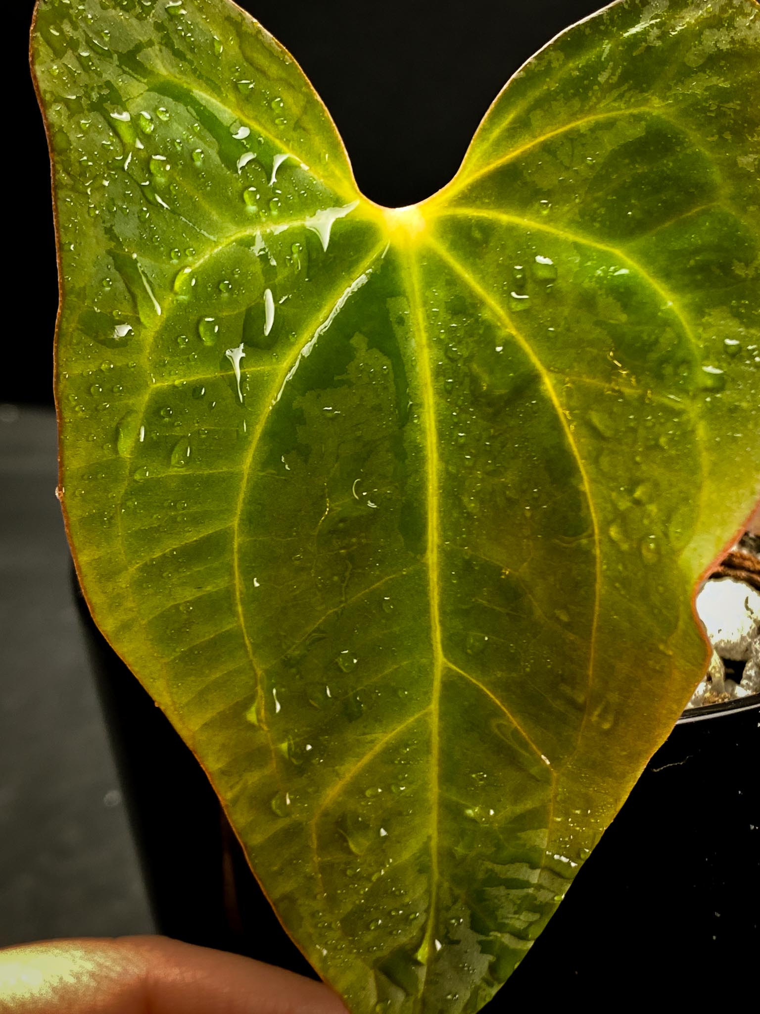 Anthurium blue  Papillilaminum x portillae  2 Leaves  2 Nodes  1 Growing Bud Rooted