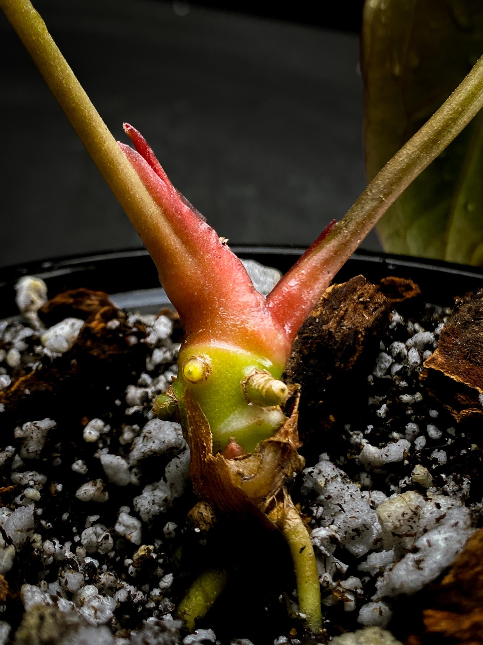 Anthurium blue  Papillilaminum x portillae  2 Leaves  2 Nodes  1 Growing Bud Rooted