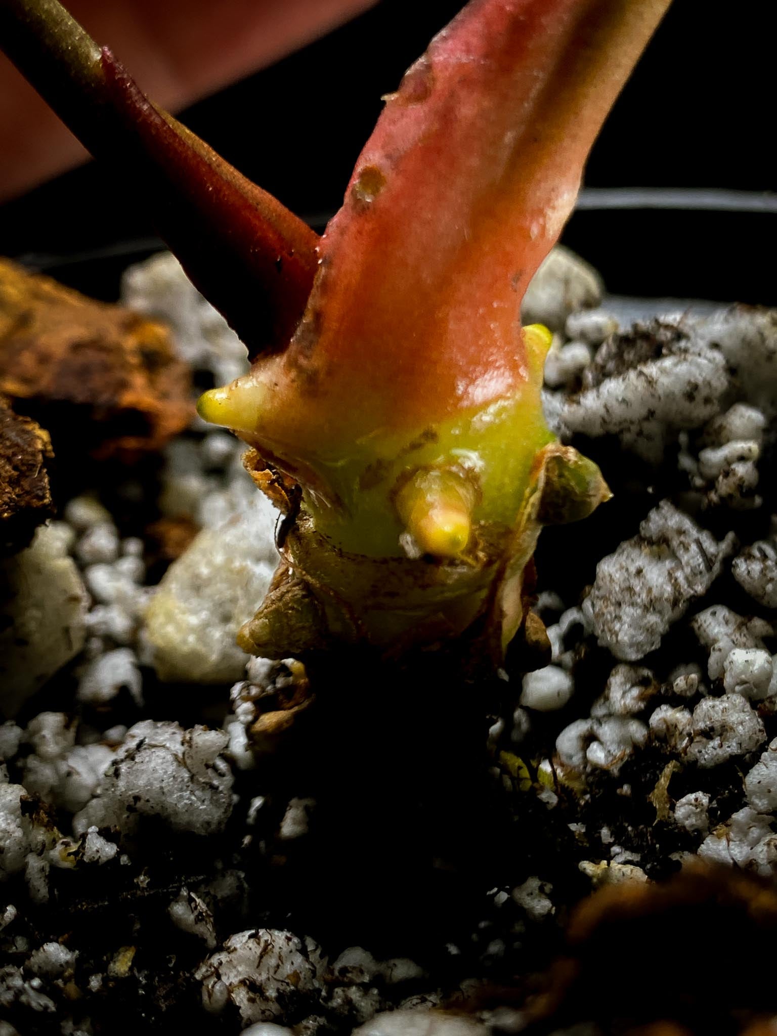 Anthurium blue  Papillilaminum x portillae  2 Leaves  2 Nodes  1 Growing Bud Rooted