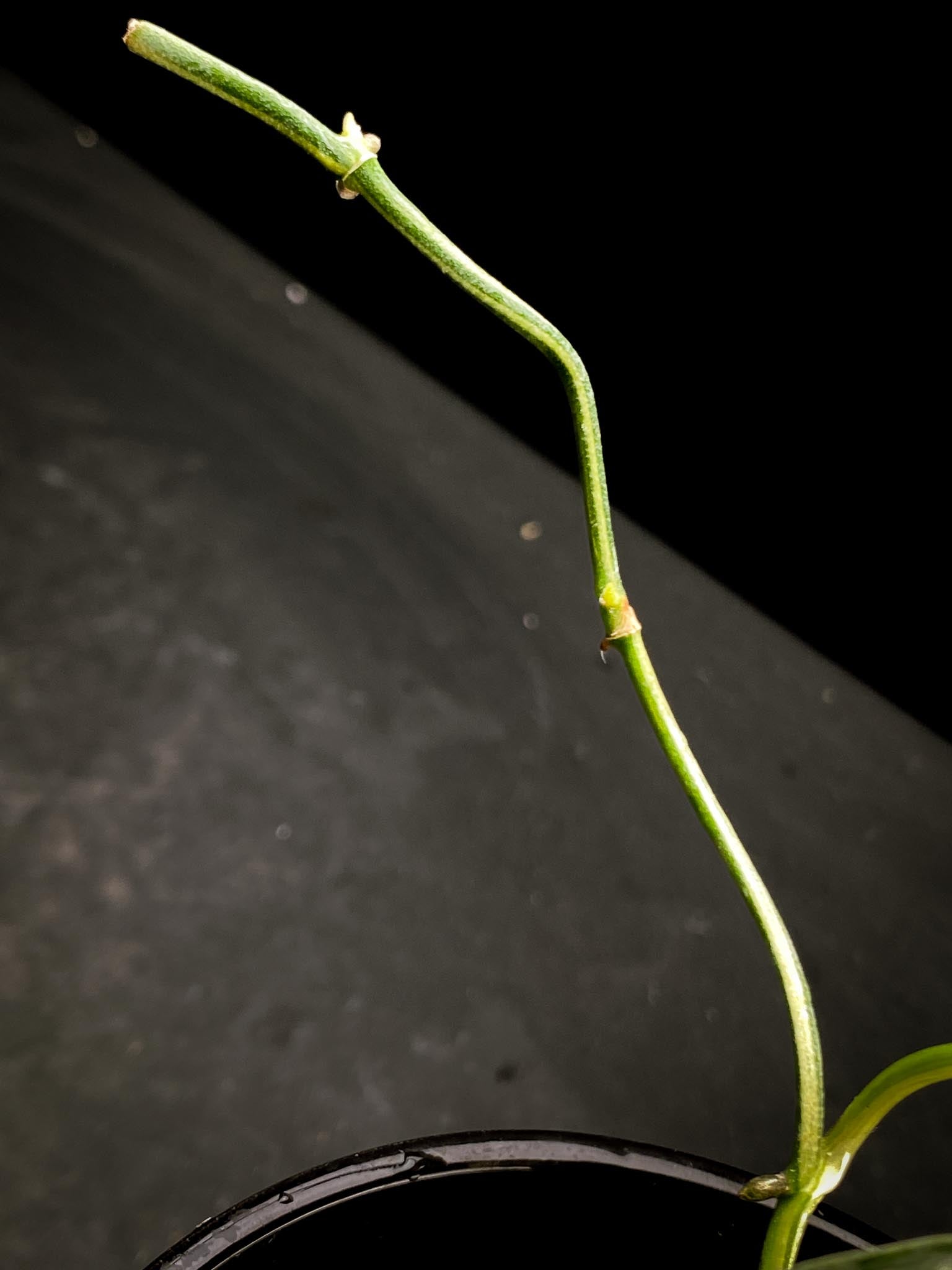 Scindapsus Mayari Variegated 3 Leaves  Multiple Nodes 1 Sprout Rooted