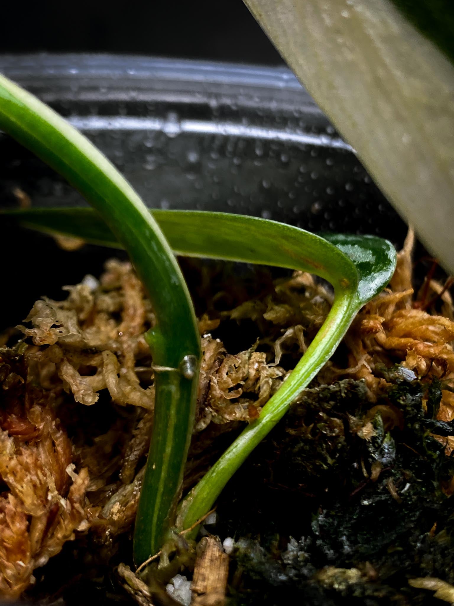 Scindapsus Mayari Variegated 3 Leaves  Multiple Nodes 1 Sprout Rooted