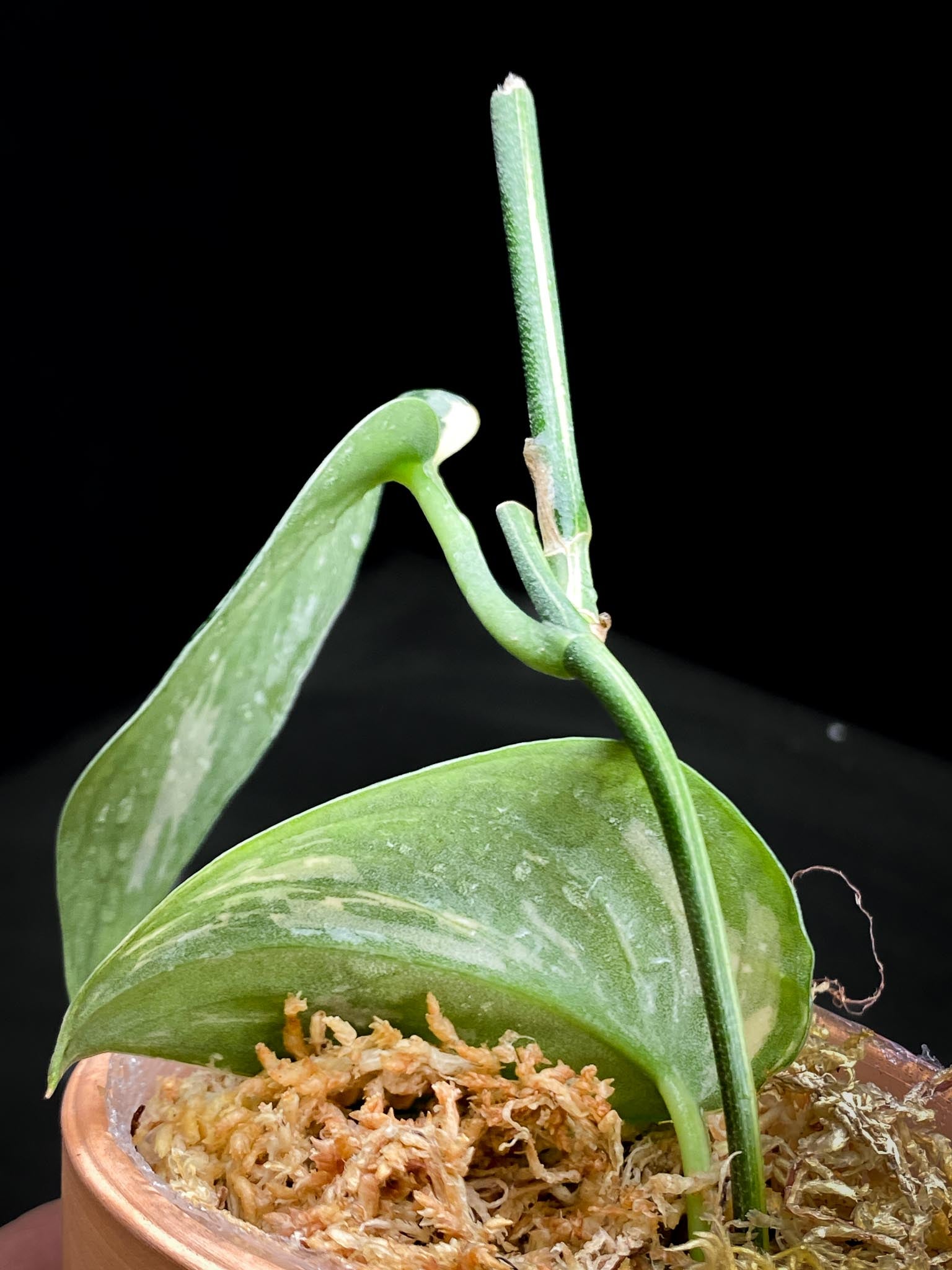 Scindapsus Mayari Variegated 2 Leaves  Multiple nodes 1 Sprout Rooted