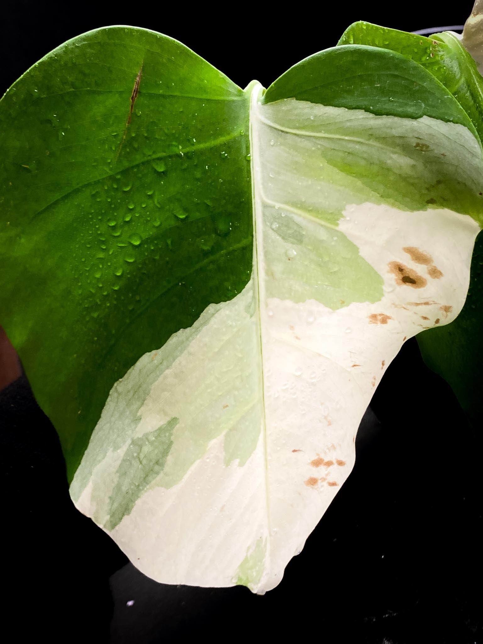 Monstera albo Japanese White Tiger 2 Leaves  2 Nodes  highly Variegated Rooted