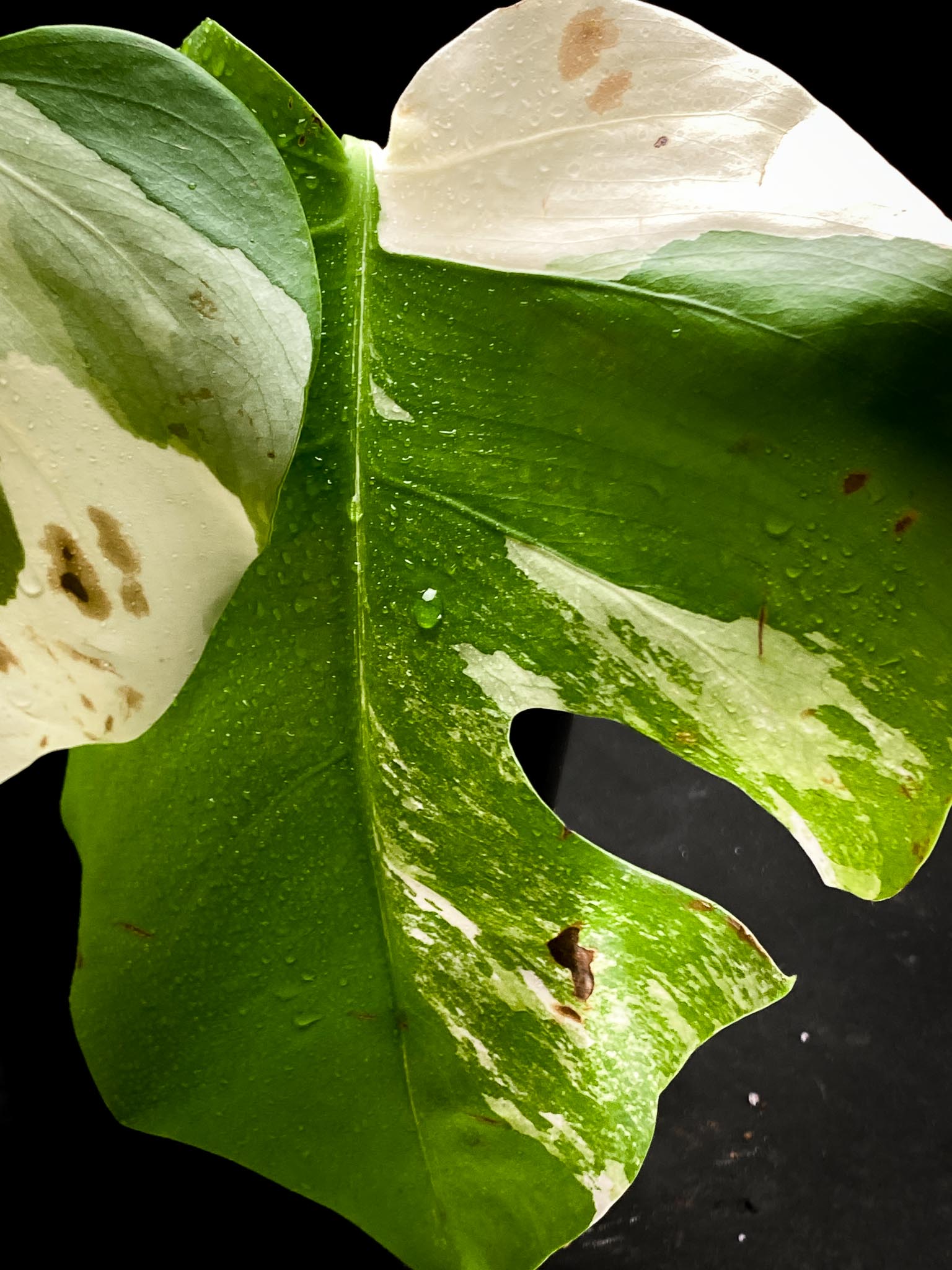 Monstera albo Japanese White Tiger 2 Leaves  2 Nodes  highly Variegated Rooted