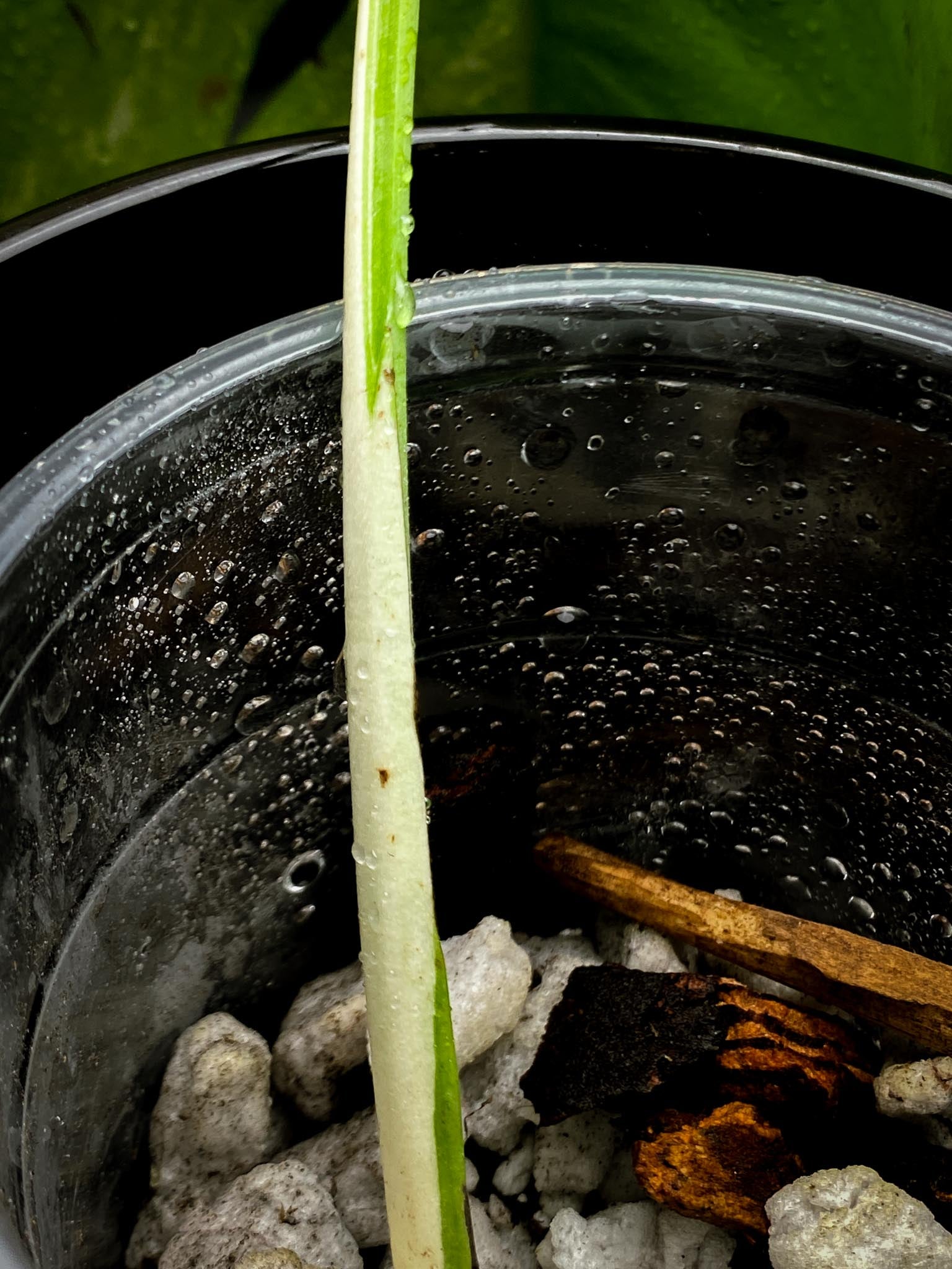 Monstera albo Japanese White Tiger 2 Leaves  2 Nodes  highly Variegated Rooted